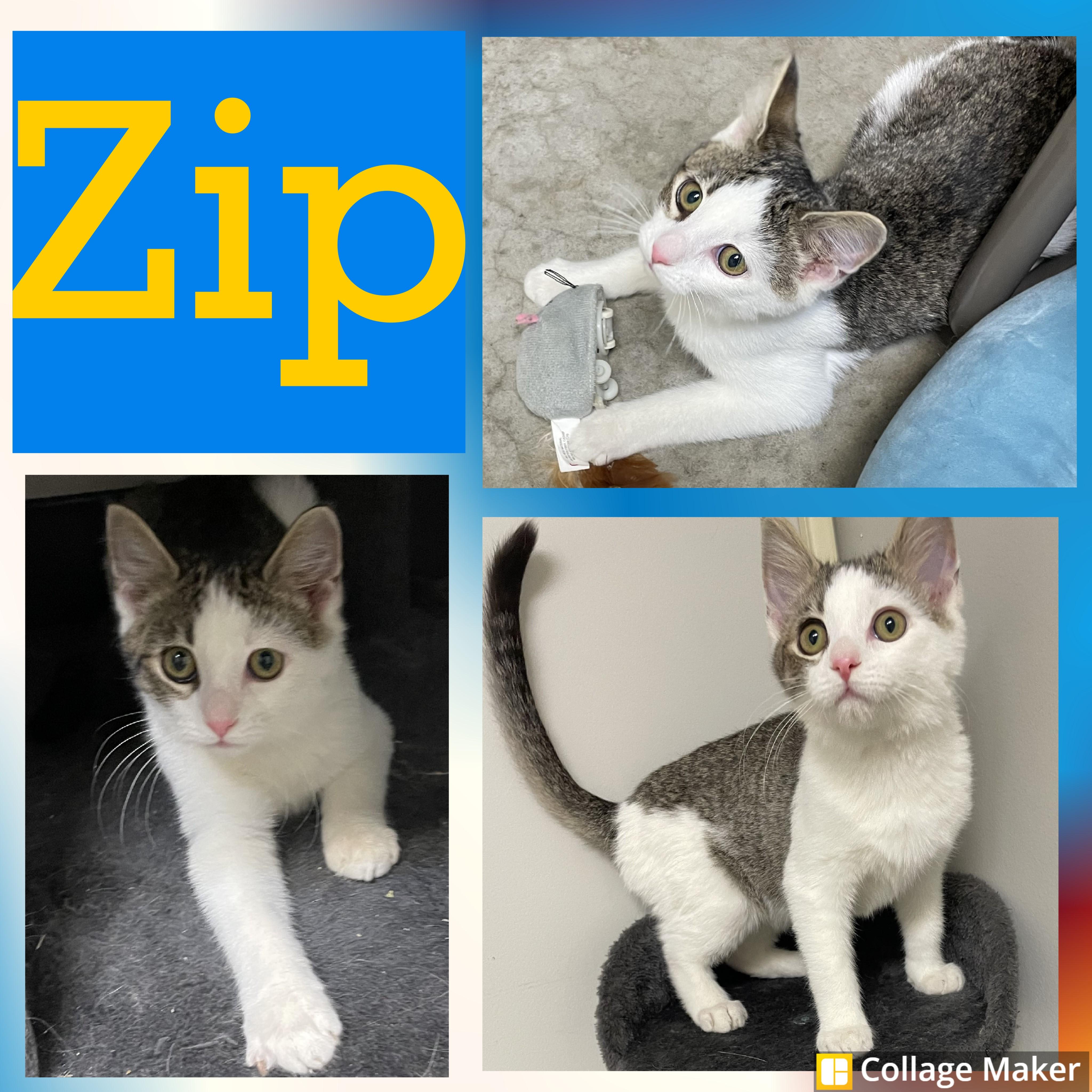 Enlarge Zip, a Adoptable mixed breed in Clearfield, PA image 1/1