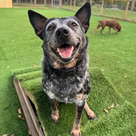 Enlarge BLUE, a Adoptable Australian Cattle Dog / Blue Heeler in Indiantown, FL image 2/6