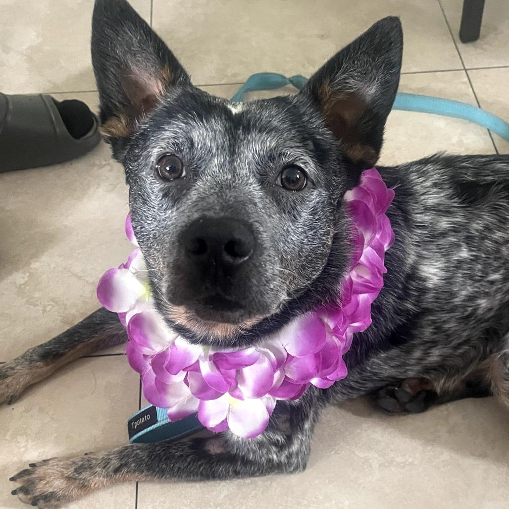 Enlarge BLUE, a Adoptable Australian Cattle Dog / Blue Heeler in Indiantown, FL image 3/6