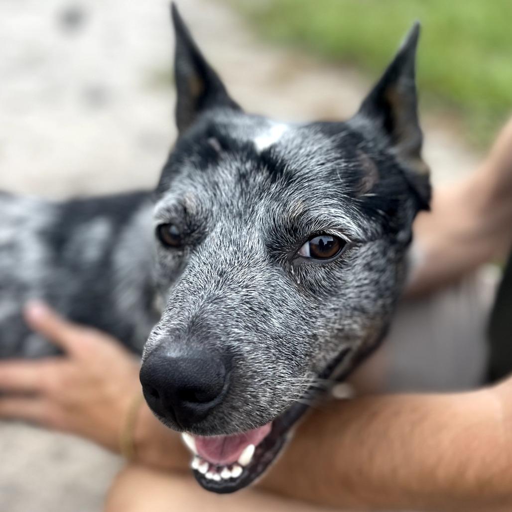Enlarge BLUE, a Adoptable Australian Cattle Dog / Blue Heeler in Indiantown, FL image 4/6