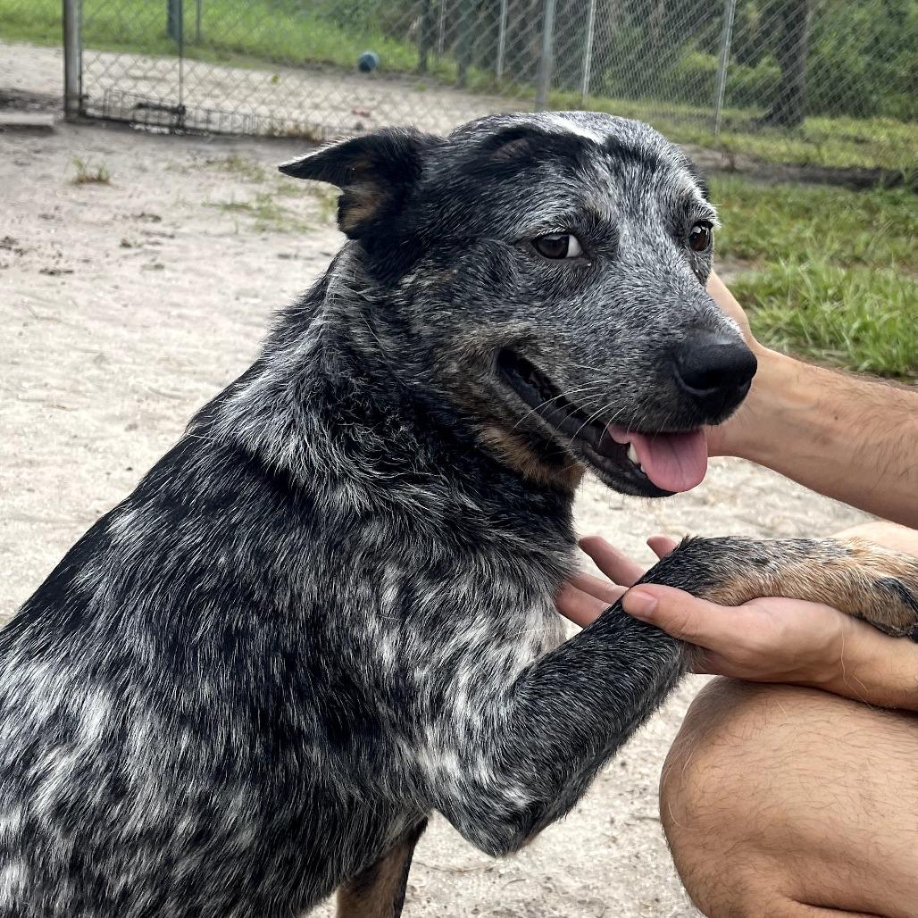 Enlarge BLUE, a Adoptable Australian Cattle Dog / Blue Heeler in Indiantown, FL image 5/6