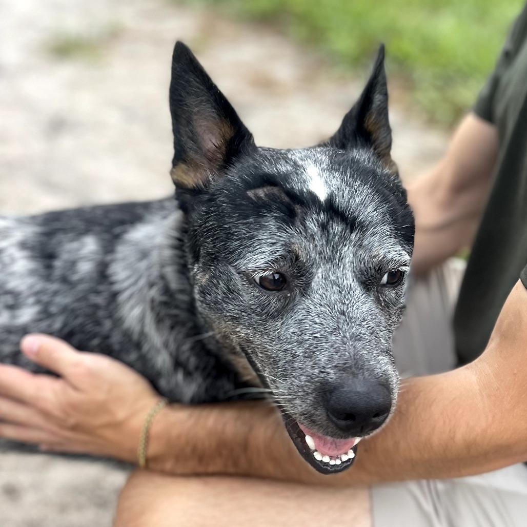 BLUE, a Adoptable Australian Cattle Dog / Blue Heeler in Indiantown, FL image 3/6