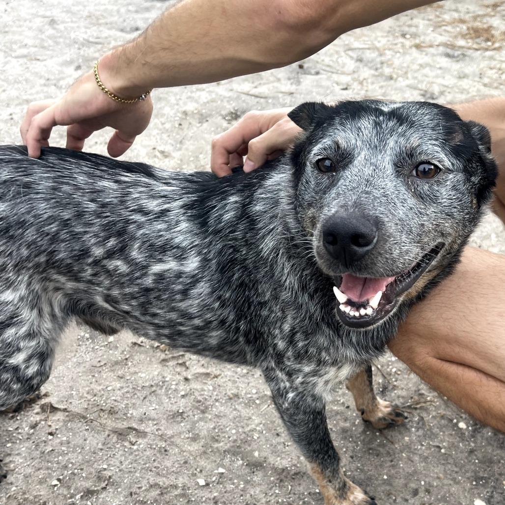 Enlarge BLUE, a Adoptable Australian Cattle Dog / Blue Heeler in Indiantown, FL image 6/6