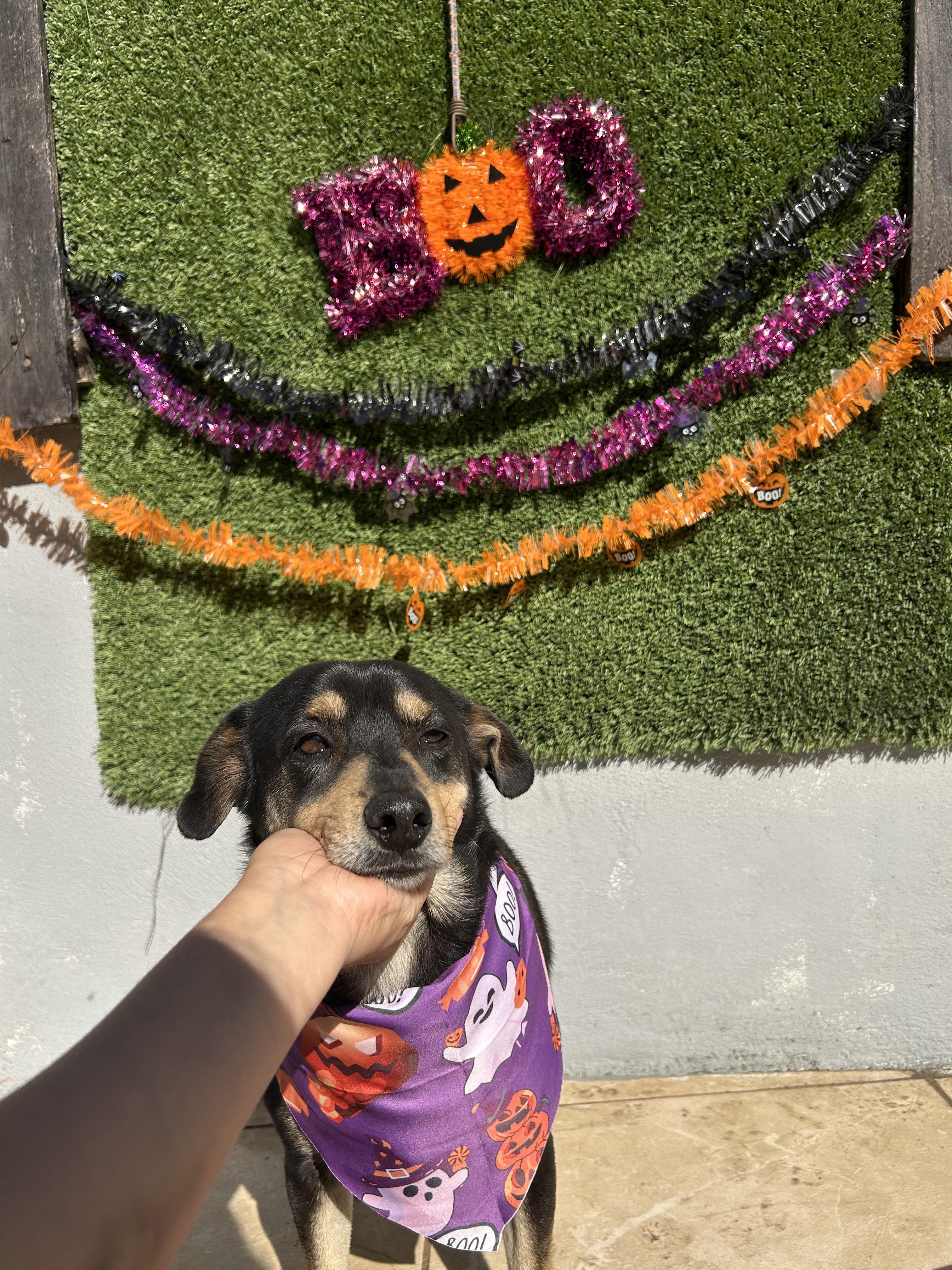 Chiquilin, Adoptable, Adult Male Bluetick Coonhound & Chihuahua.