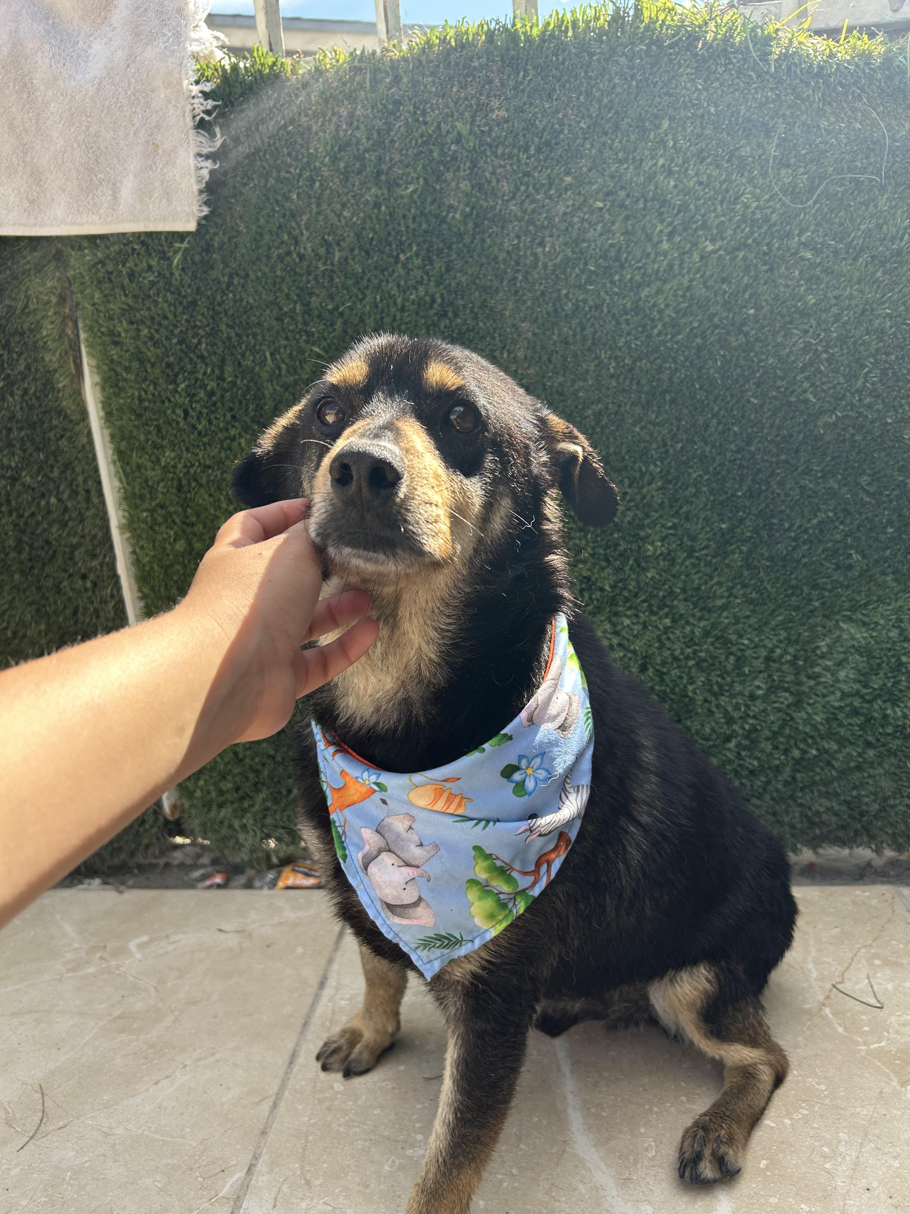 Enlarge Chiquilin, a Adoptable mixed breed in Tijuana, BCN image 4/5