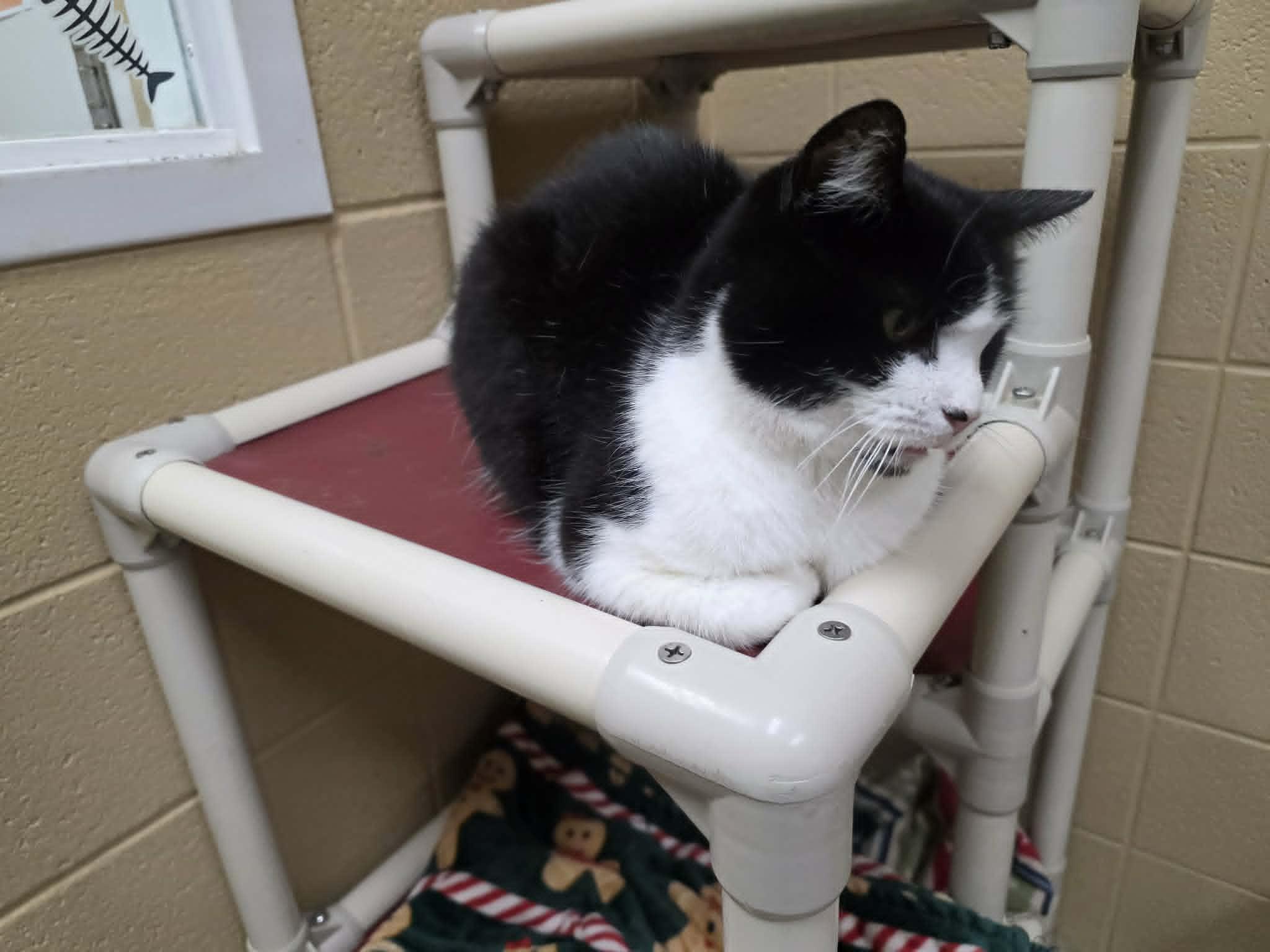 50 Cent, an adoptable Domestic Short Hair in Fort Payne, AL image 3/5