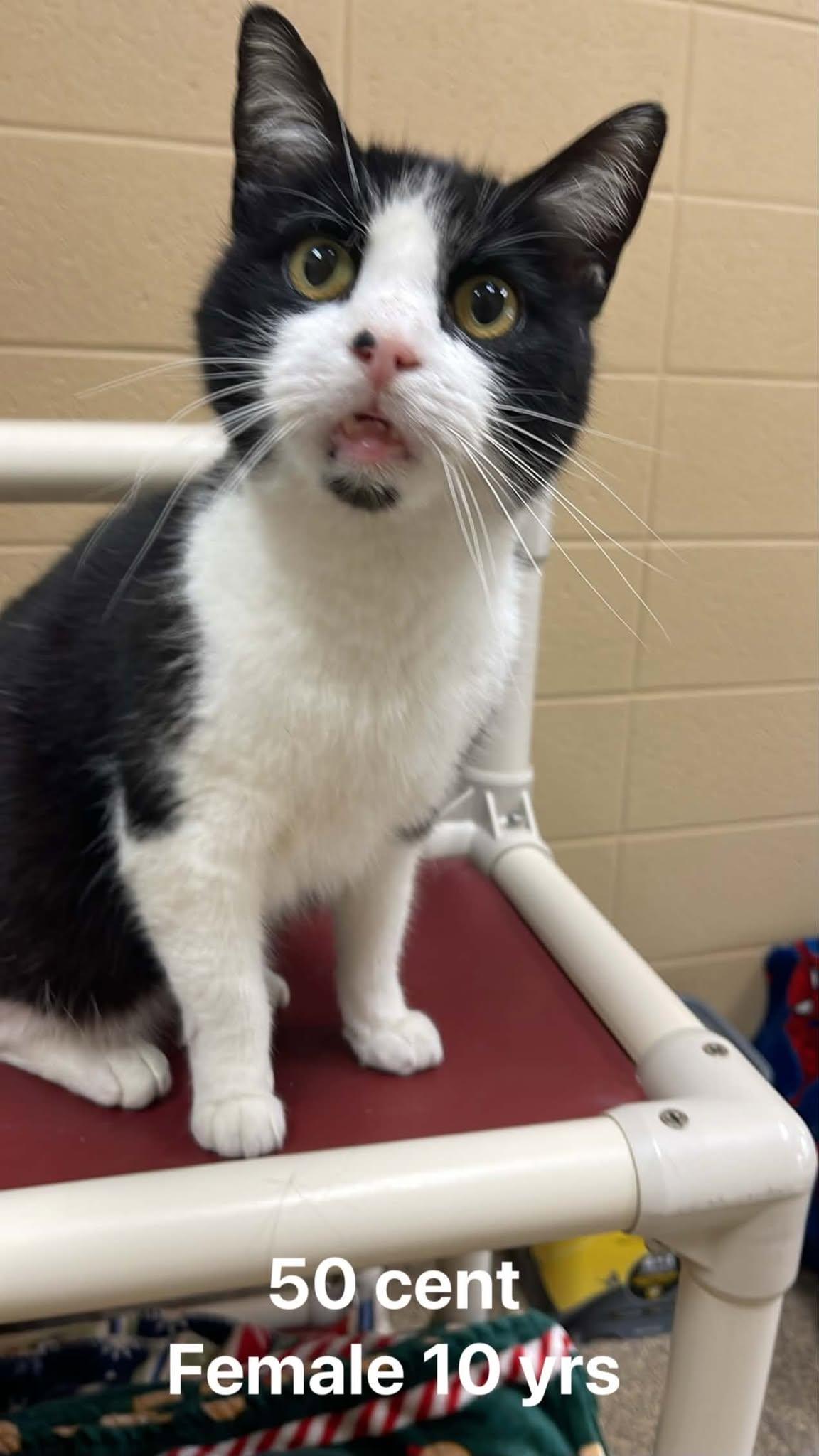 50 Cent, an adoptable Domestic Short Hair in Fort Payne, AL image 1/5