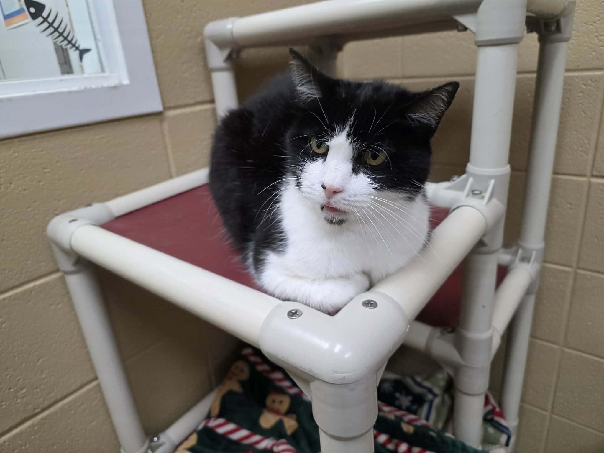 50 Cent, an adoptable Domestic Short Hair in Fort Payne, AL image 4/5