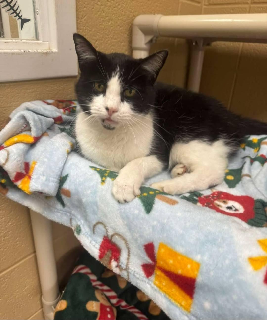 50 Cent, an adoptable Domestic Short Hair in Fort Payne, AL image 5/5