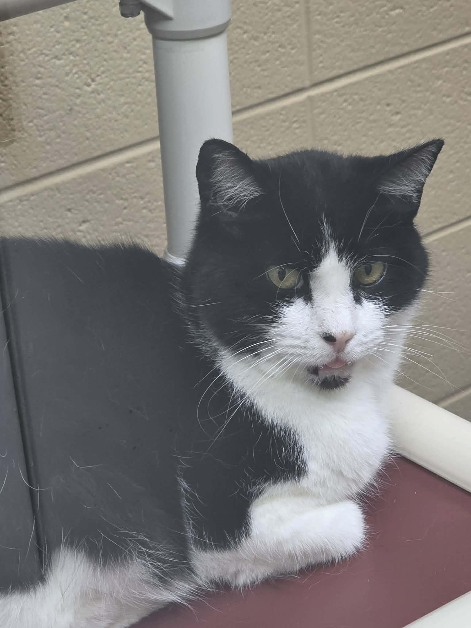 50 Cent, an adoptable Domestic Short Hair in Fort Payne, AL image 2/5