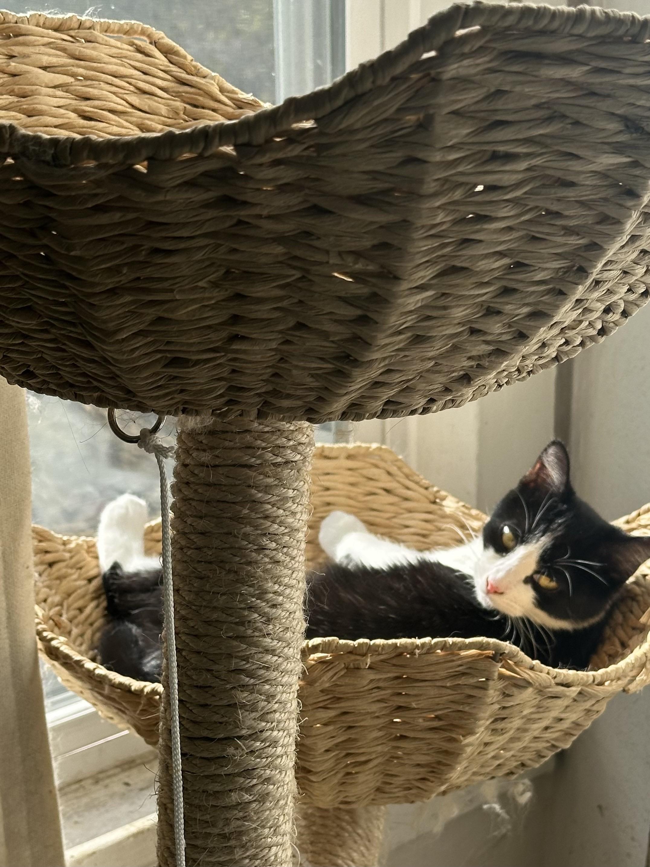 Enlarge Cow, an adopted Domestic Short Hair in Pittsburgh, PA image 2/5