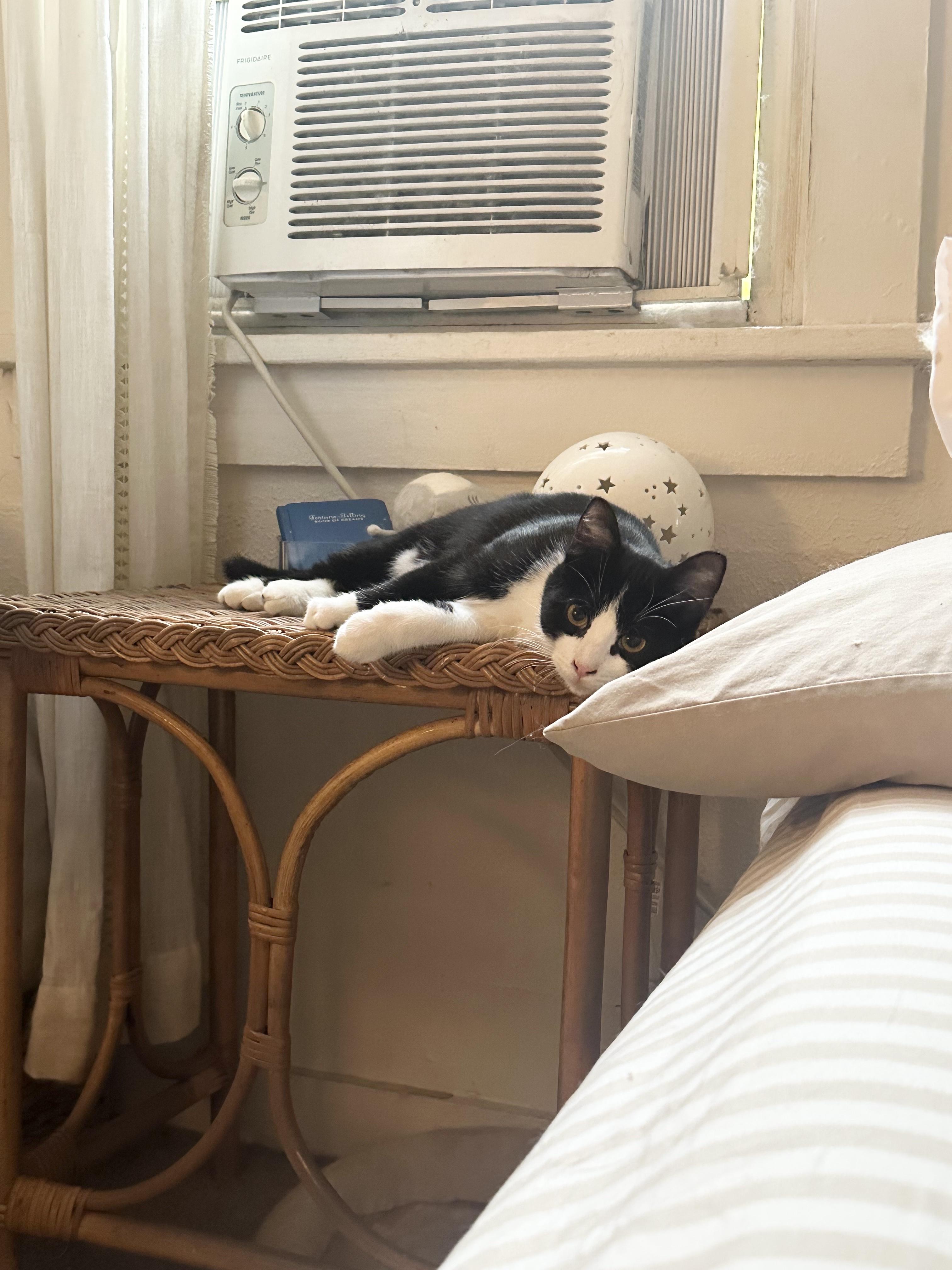 Enlarge Cow, an adopted Domestic Short Hair in Pittsburgh, PA image 3/5