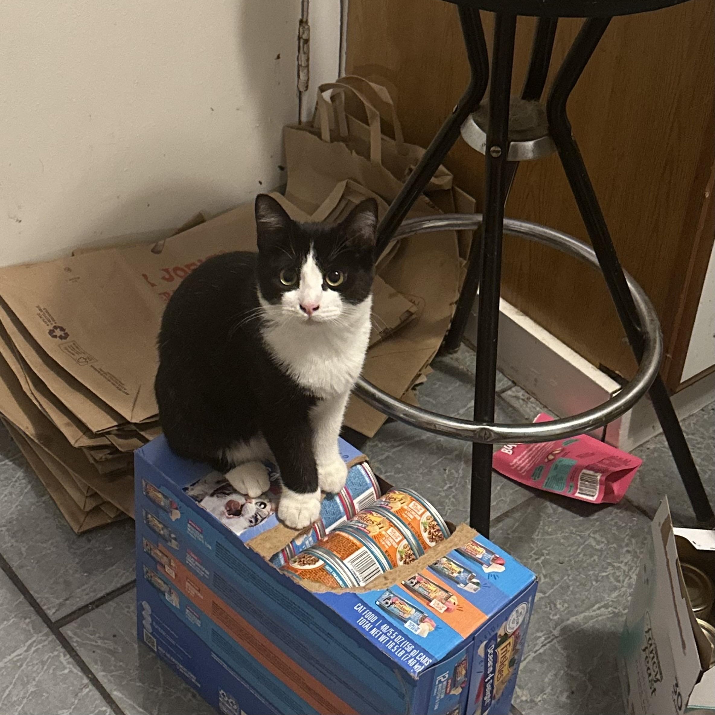 Enlarge Cow, an adopted Domestic Short Hair in Pittsburgh, PA image 1/5