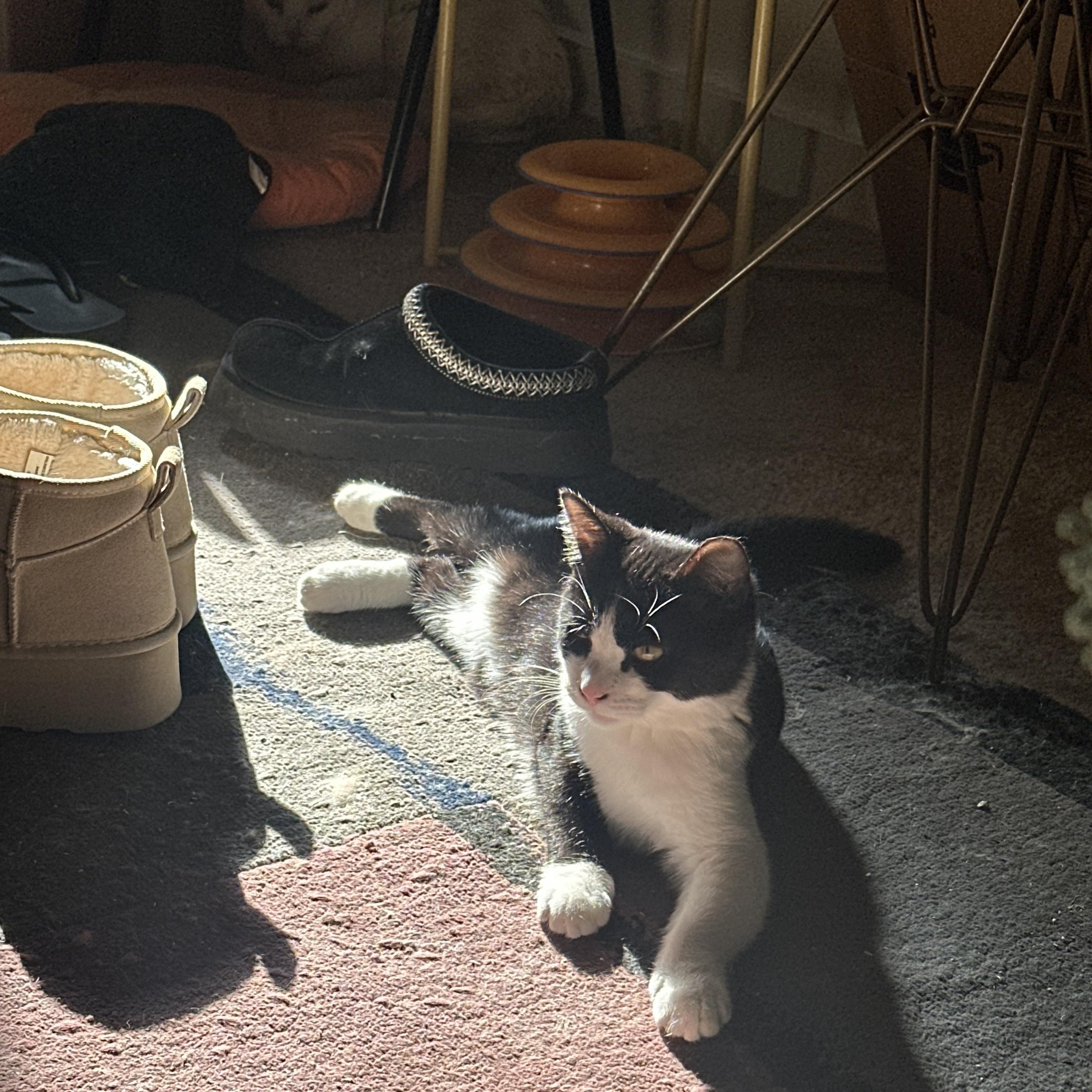 Enlarge Cow, an adopted Domestic Short Hair in Pittsburgh, PA image 5/5