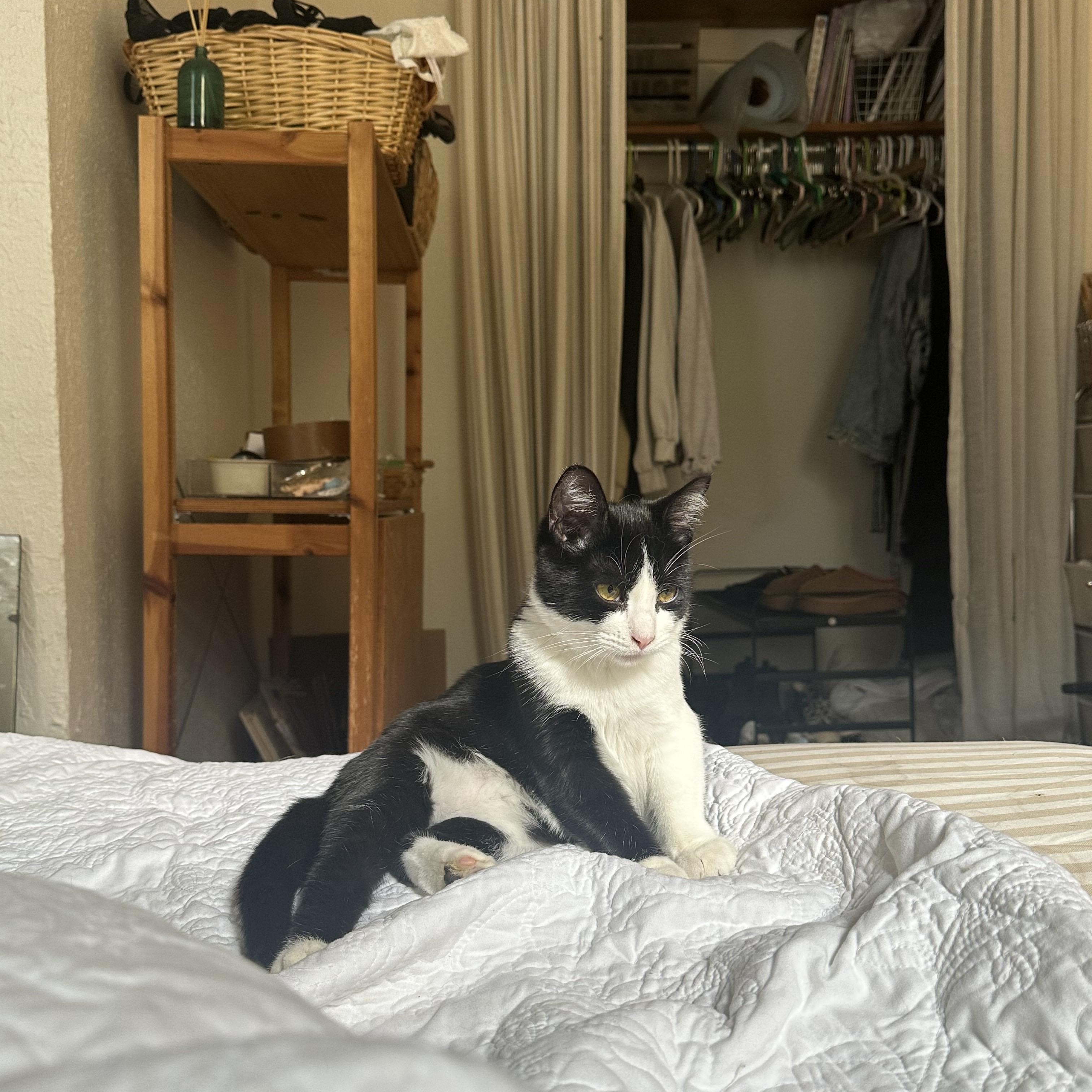 Enlarge Cow, an adopted Domestic Short Hair in Pittsburgh, PA image 4/5