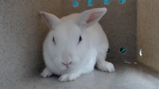 Enlarge OLIVIA, a Adoptable Bunny Rabbit in Downey, CA image 1/1