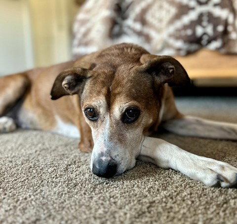 Enlarge Lady Bird *LOCAL*, a Adoptable mixed breed in Wakefield, RI image 1/3