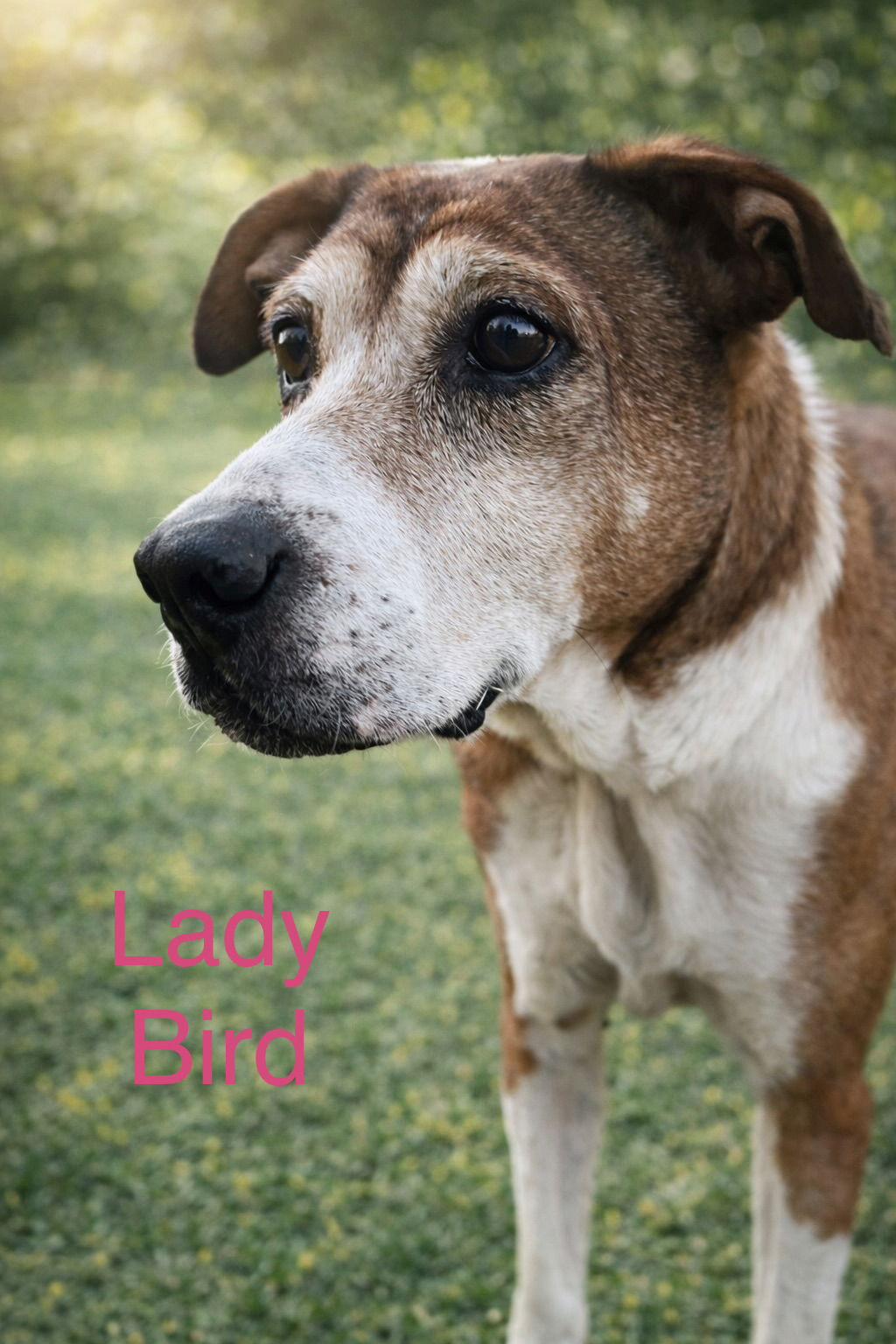 Enlarge Lady Bird *LOCAL*, a Adoptable mixed breed in Wakefield, RI image 1/3