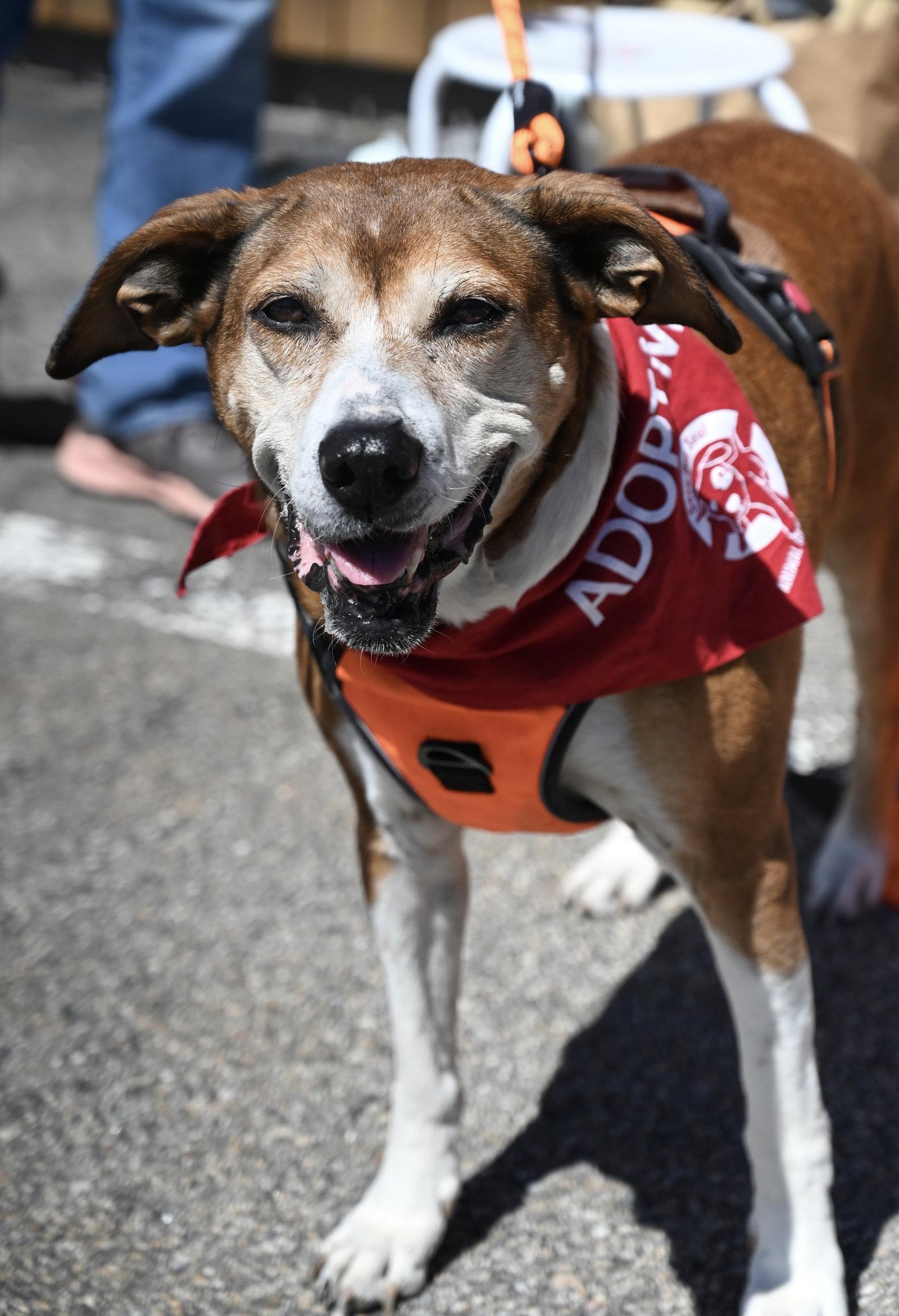 Enlarge Lady Bird *LOCAL*, a Adoptable mixed breed in Wakefield, RI image 3/3