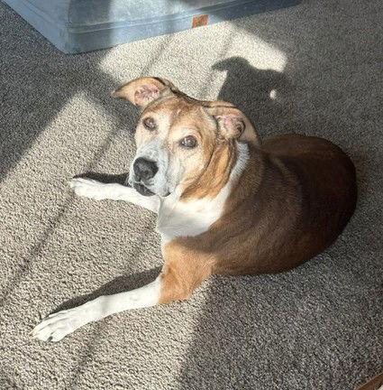 Enlarge Lady Bird *LOCAL*, a Adoptable mixed breed in Wakefield, RI image 2/3