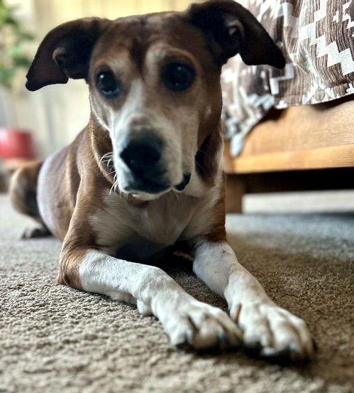 Enlarge Lady Bird *LOCAL*, a Adoptable mixed breed in Wakefield, RI image 3/3