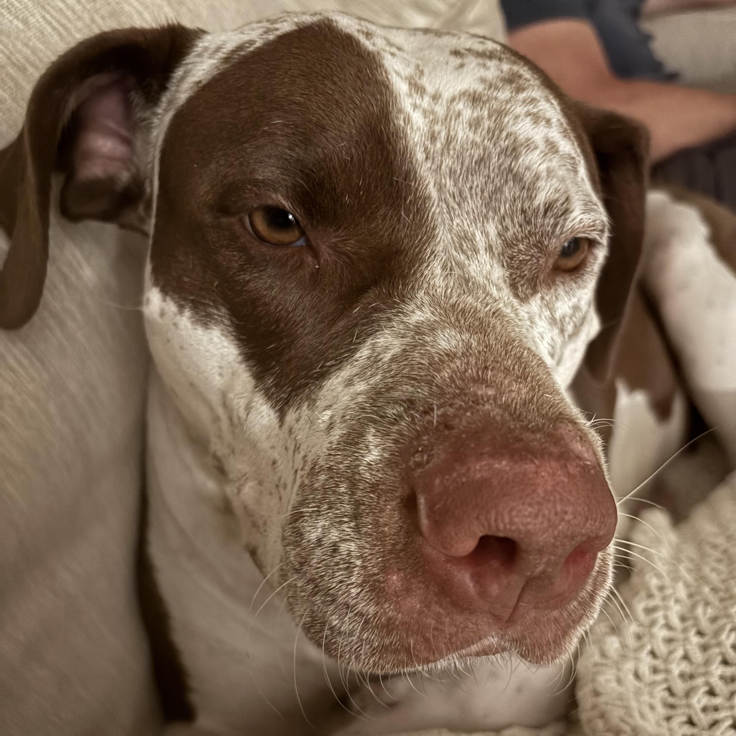 Enlarge Dolly, a Adoptable mixed breed in Portland, OR image 3/6
