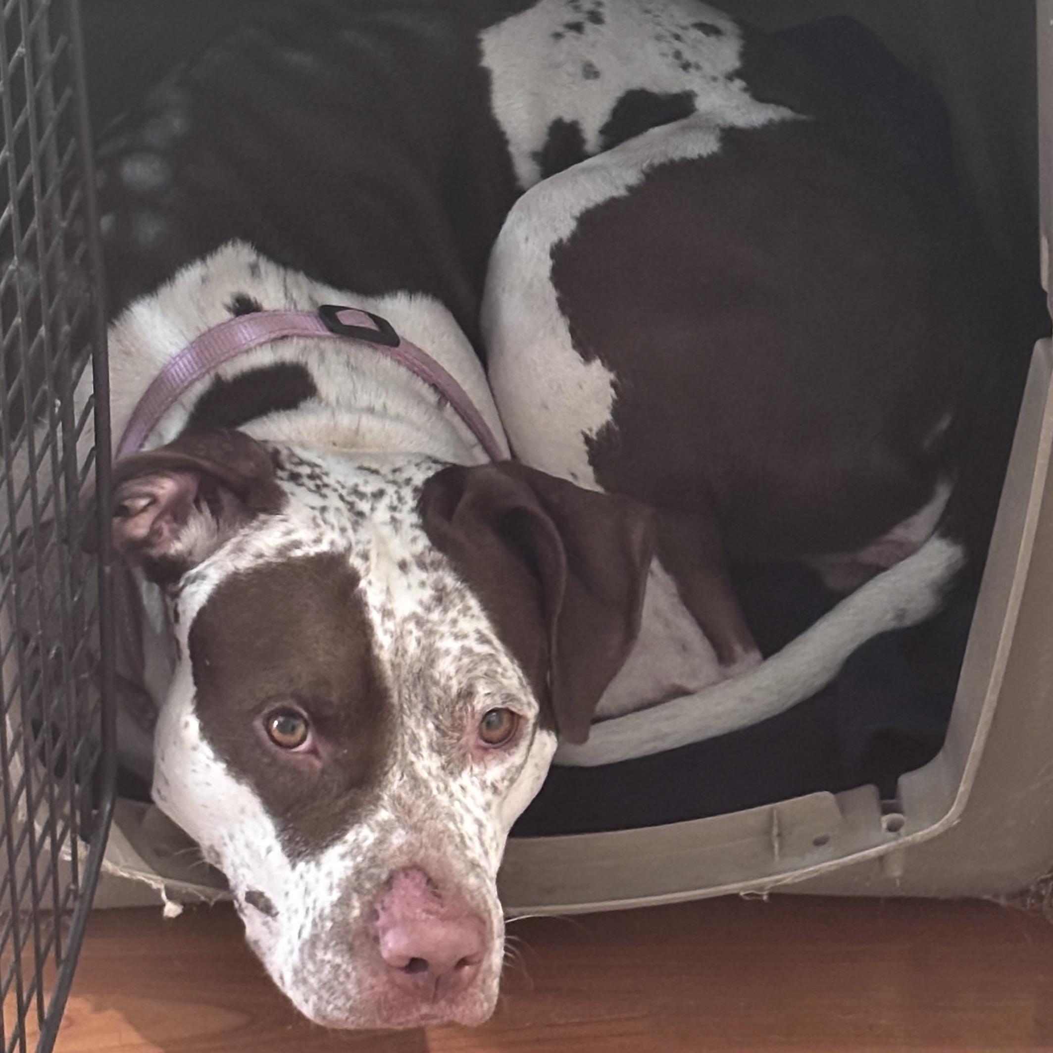 Enlarge Dolly, a Adoptable mixed breed in Portland, OR image 2/6