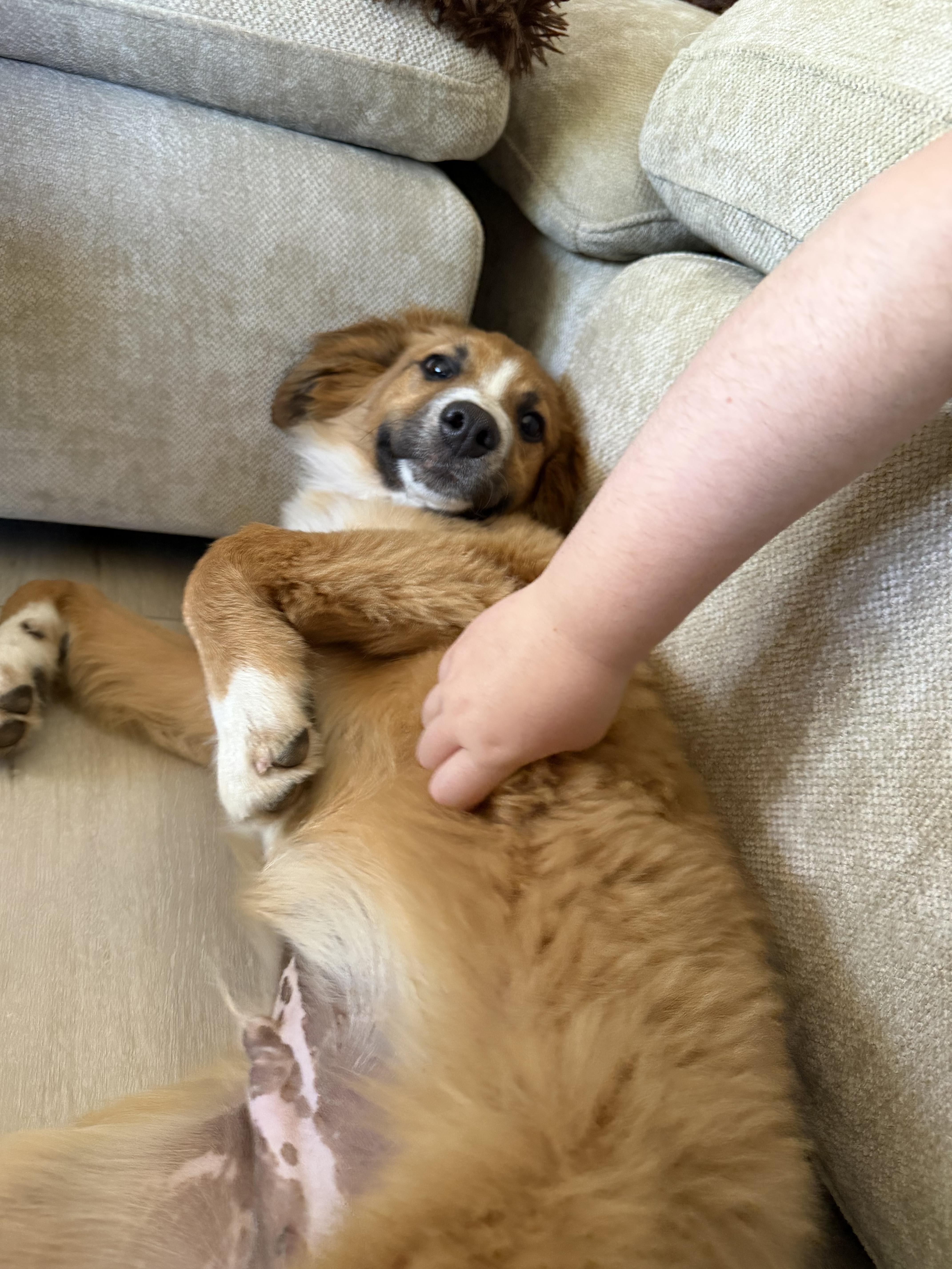 Enlarge Leo, an adopted mixed breed in Sonora, CA image 2/5