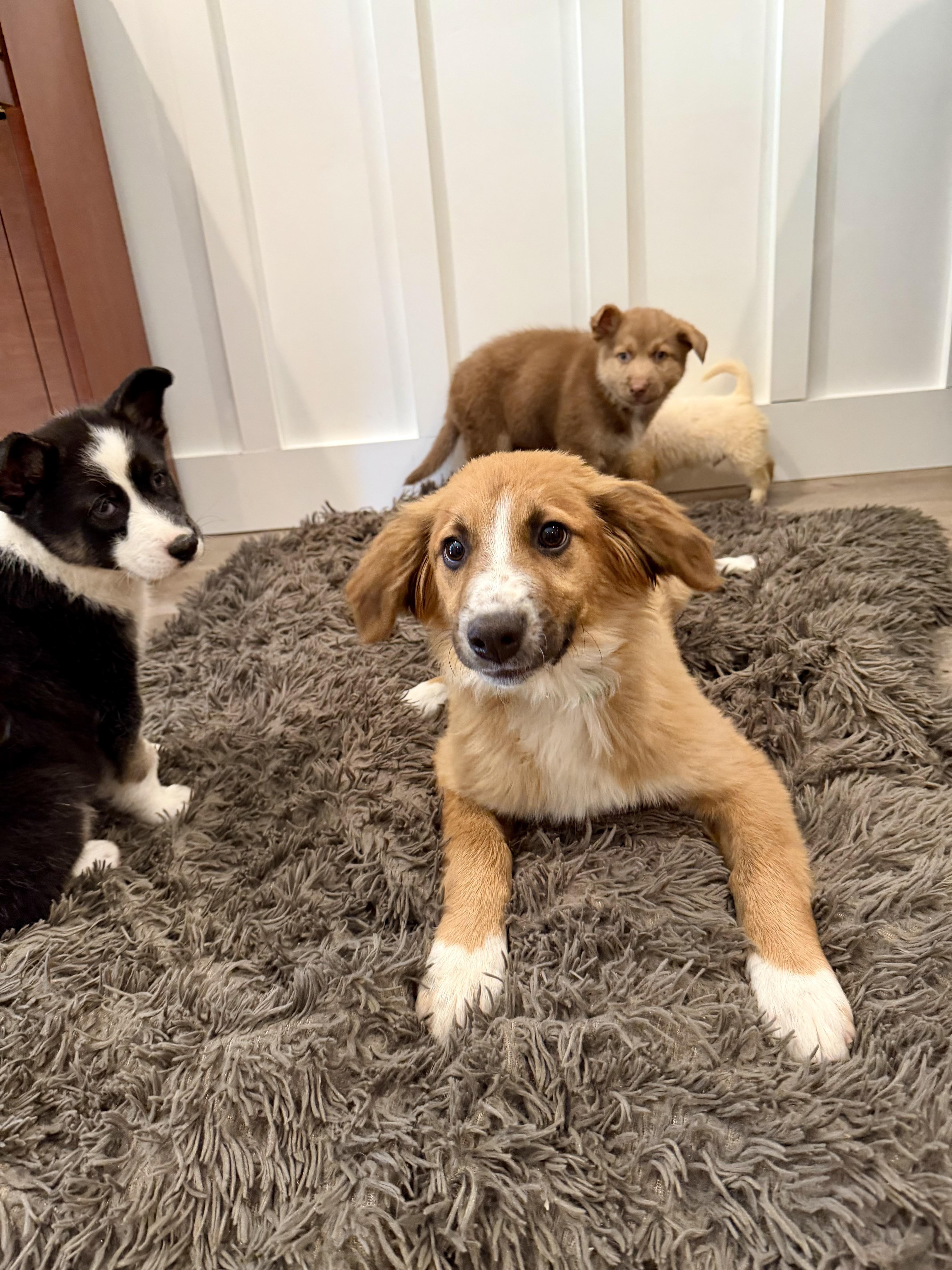 Enlarge Leo, an adopted mixed breed in Sonora, CA image 3/5