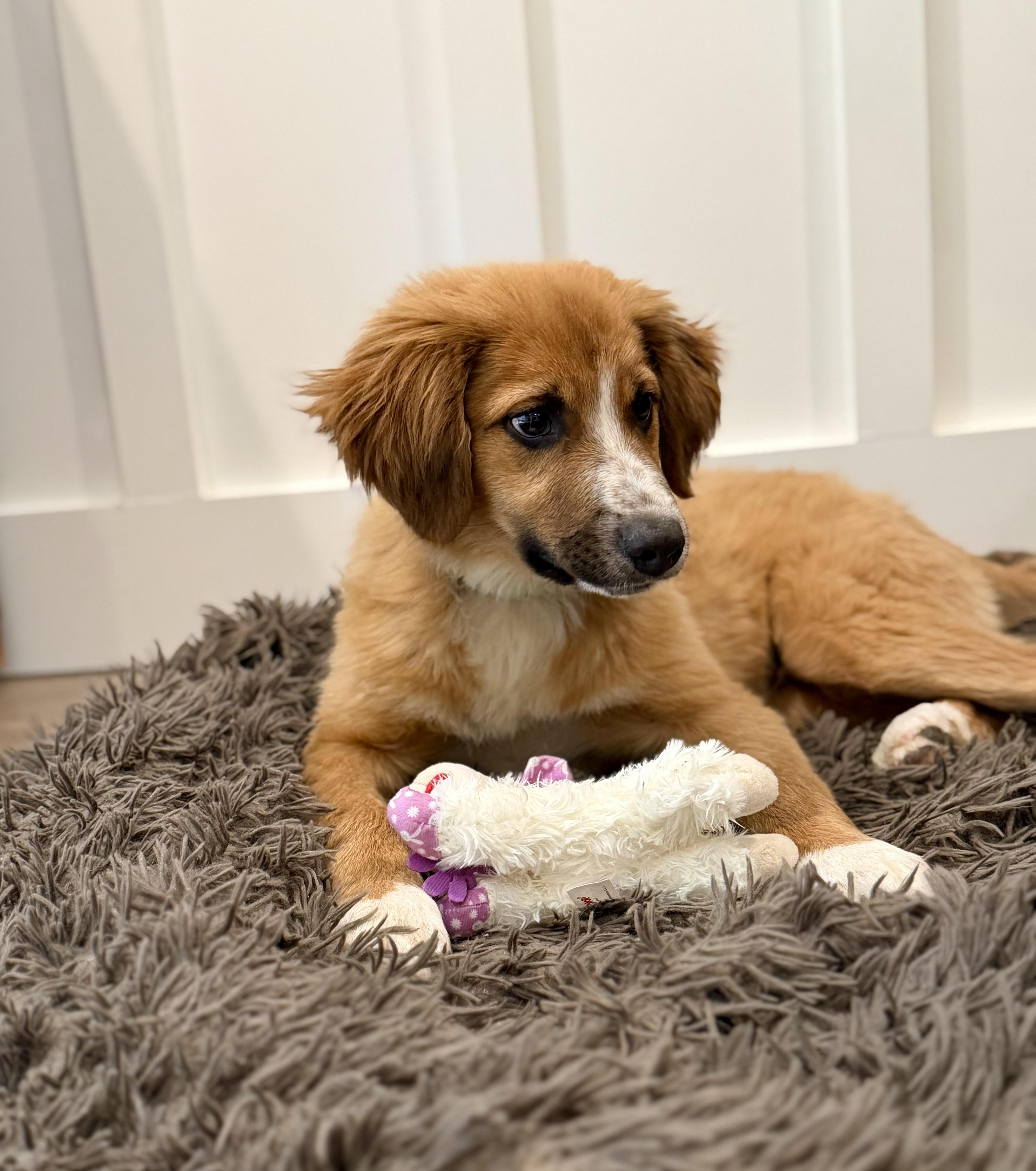 Enlarge Leo, an adopted mixed breed in Sonora, CA image 5/5