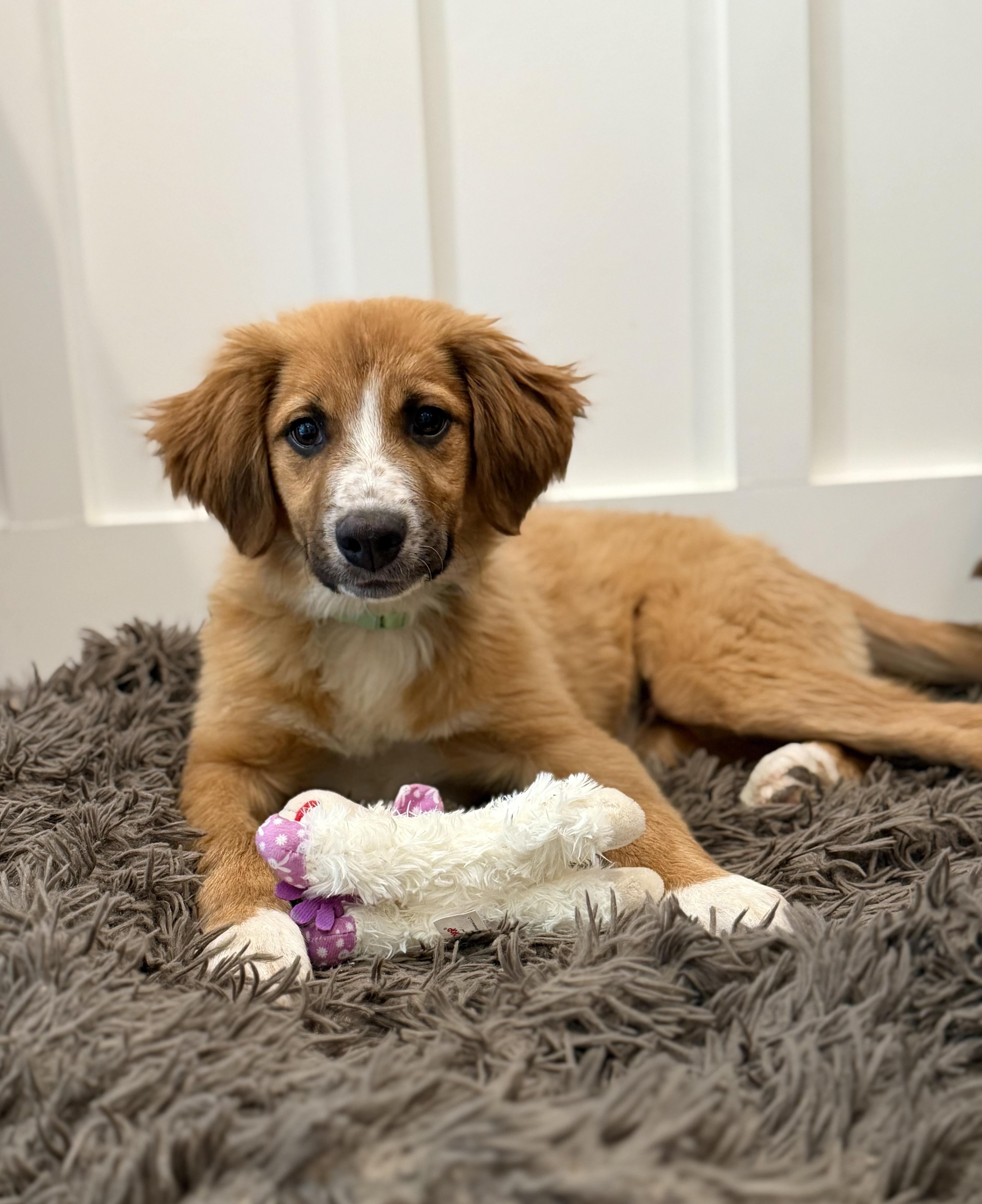 Leo, adopted, Puppy Male Border Collie.