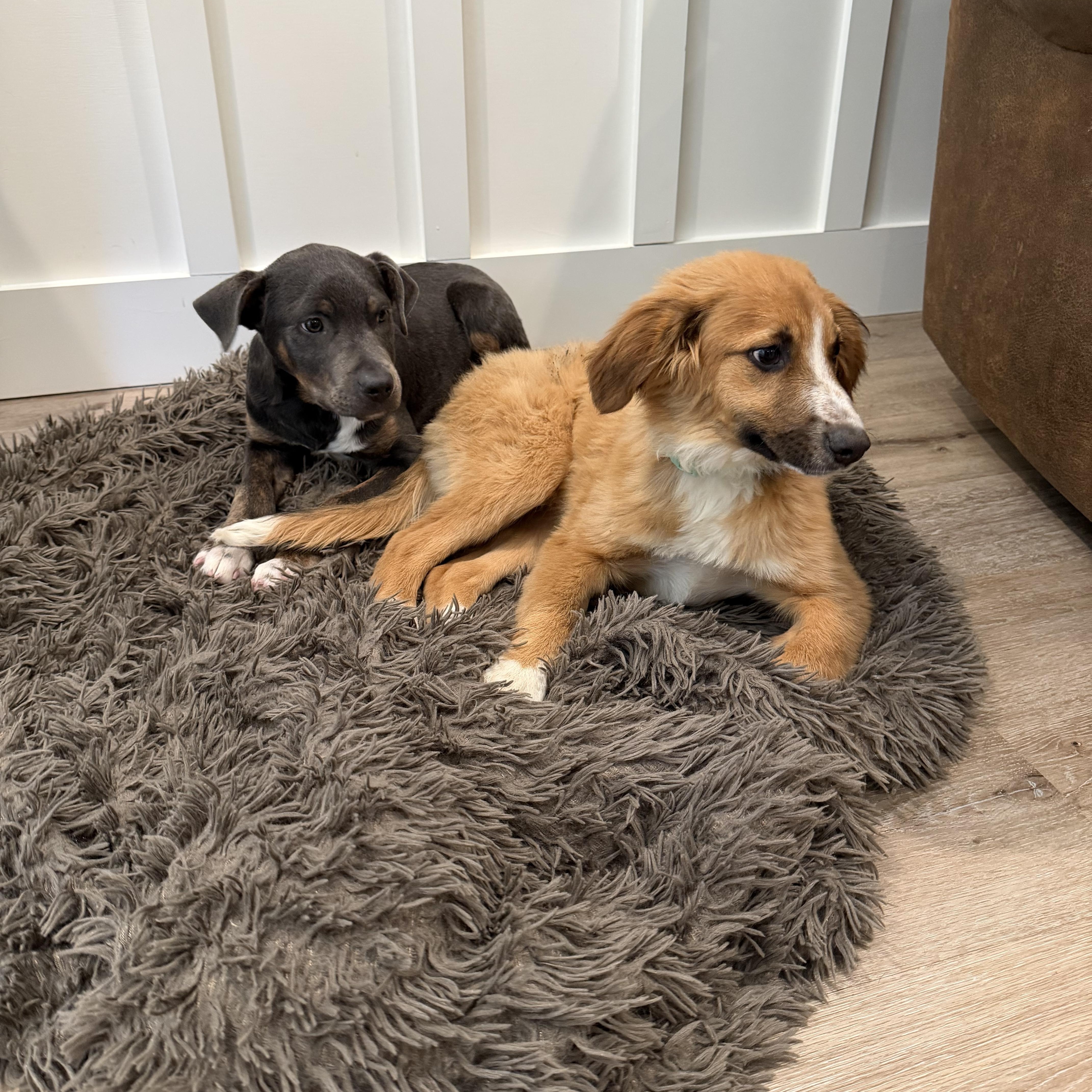 Enlarge Leo, an adopted mixed breed in Sonora, CA image 4/5