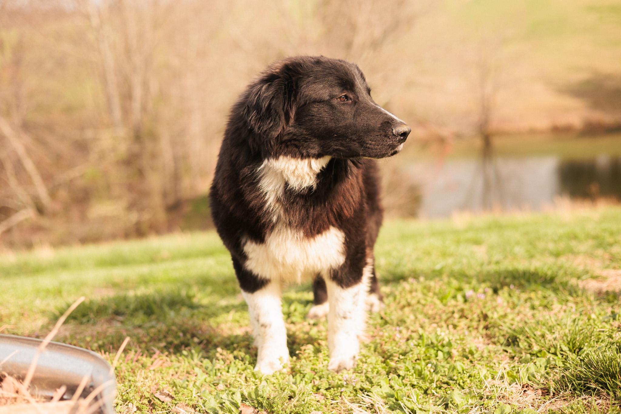 Izaiah-Transport - Newfoundland