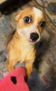 Enlarge Bella, an adopted mixed breed in Longwood, FL image 2/3