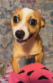 Enlarge Bella, an adopted mixed breed in Longwood, FL image 3/3