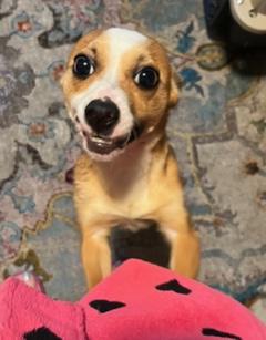 Bella, adopted, Young Female Chihuahua.