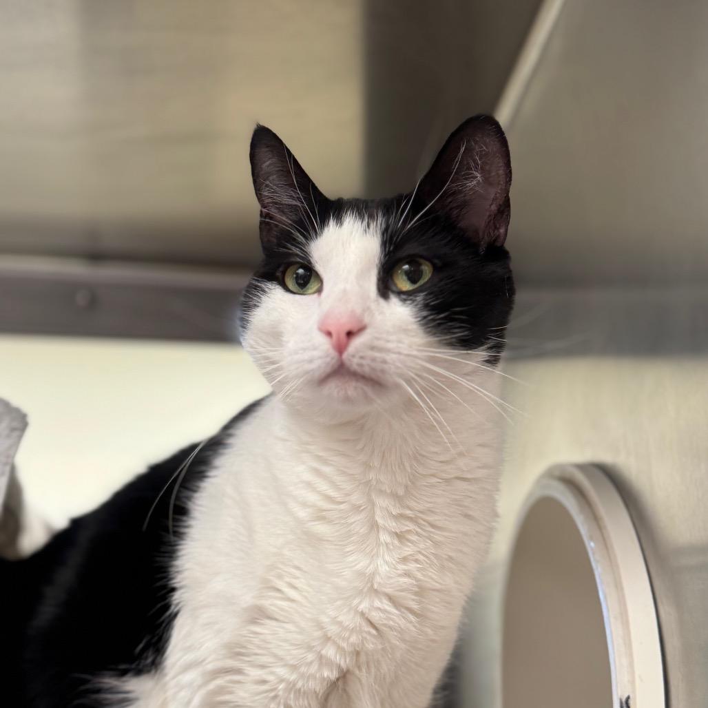 Enlarge Finnley, a Adoptable Domestic Short Hair in York, PA image 1/2