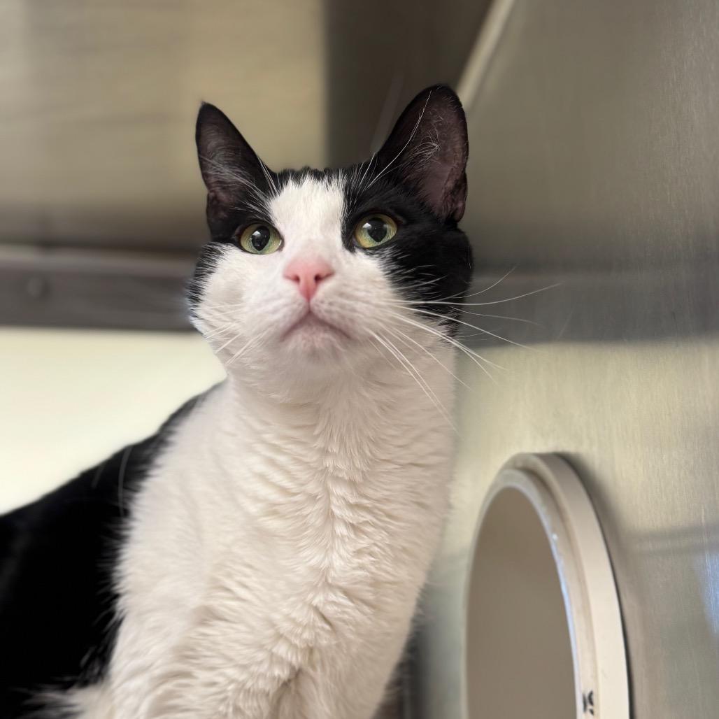 Finnley, Adoptable, Adult Male Domestic Short Hair.