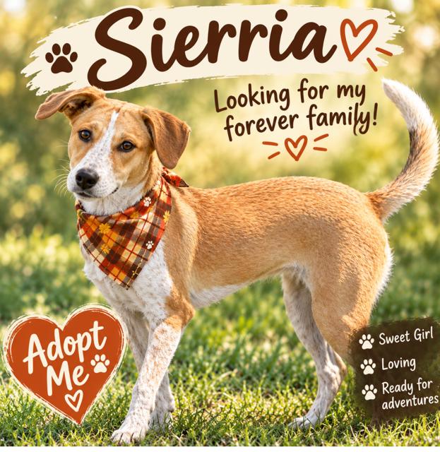 Enlarge Sierra - A Lovebug!, a Adoptable mixed breed in Green Ridge, MO image 1/5