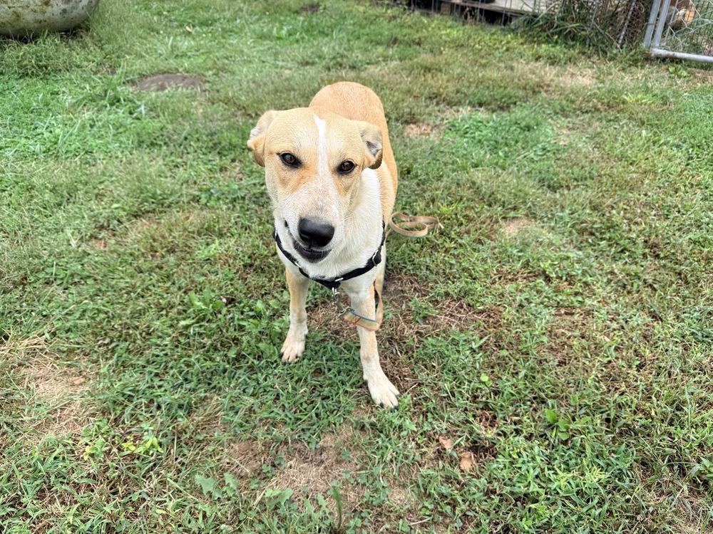 Enlarge Sierra - A Lovebug!, a Adoptable mixed breed in Green Ridge, MO image 2/5