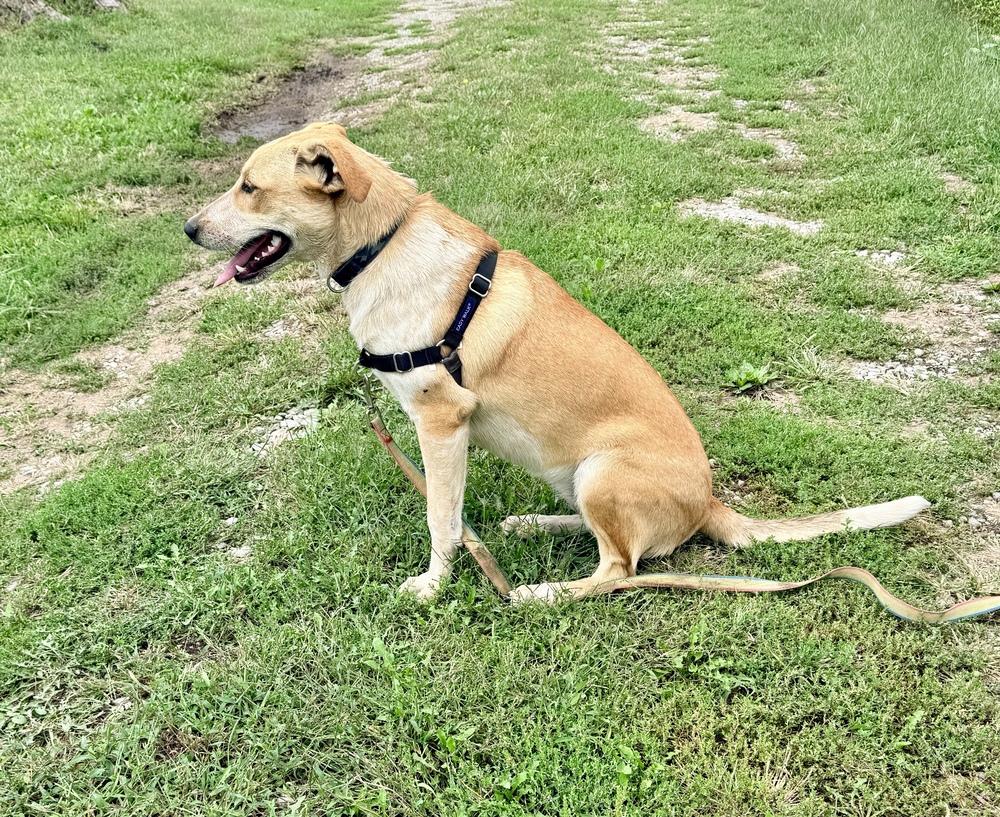 Enlarge Sierra - A Lovebug!, a Adoptable mixed breed in Green Ridge, MO image 3/5