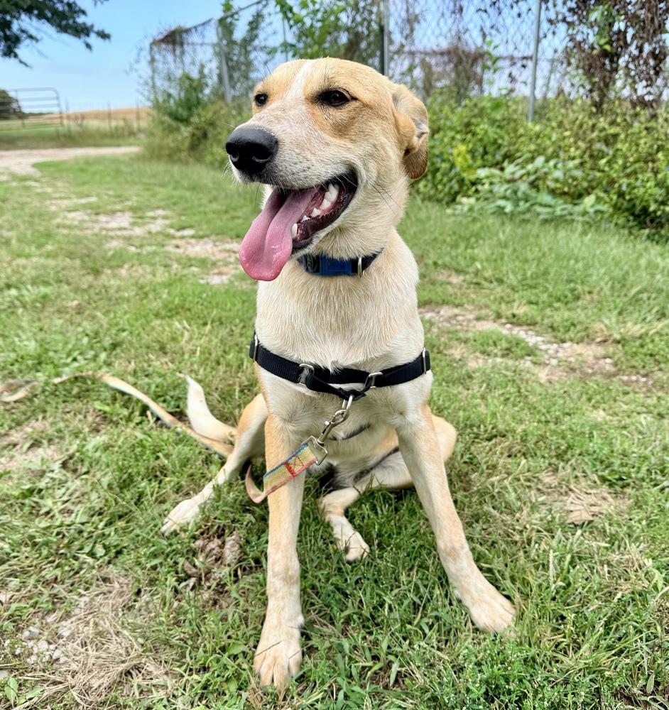Enlarge Sierra - A Lovebug!, a Adoptable mixed breed in Green Ridge, MO image 4/5