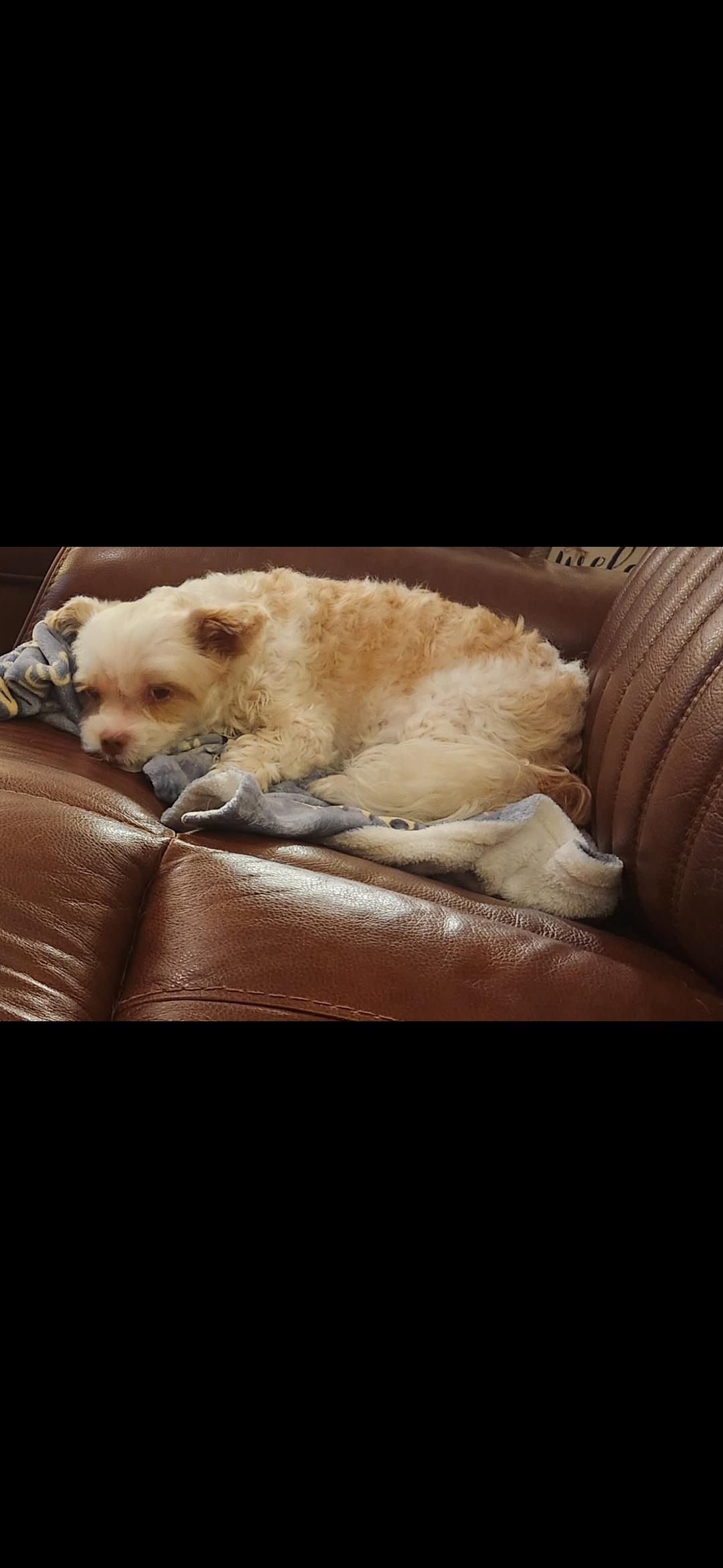 Quiggly , ADOPTABLE, Adult Male Yorkshire Terrier.