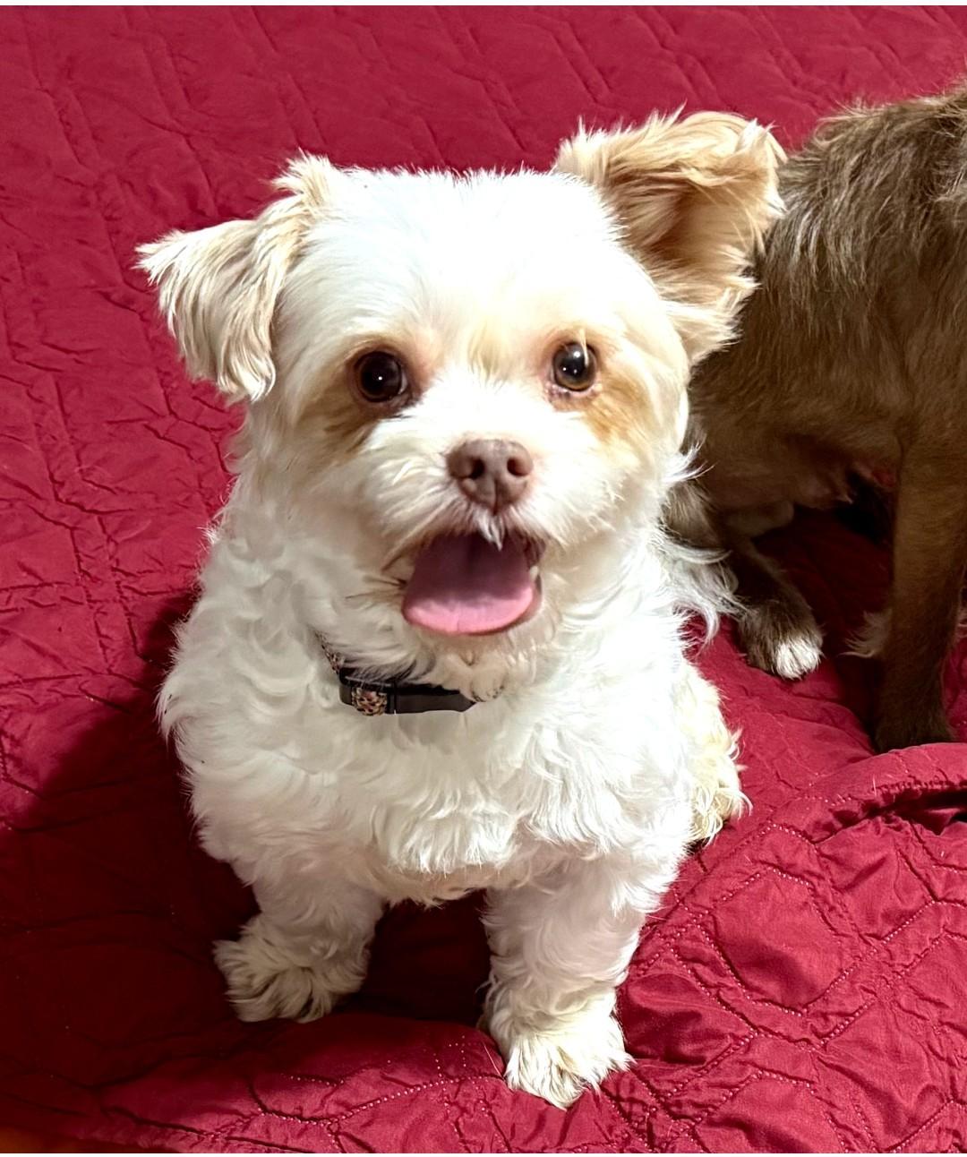 Quiggly , ADOPTABLE, Adult Male Yorkshire Terrier.