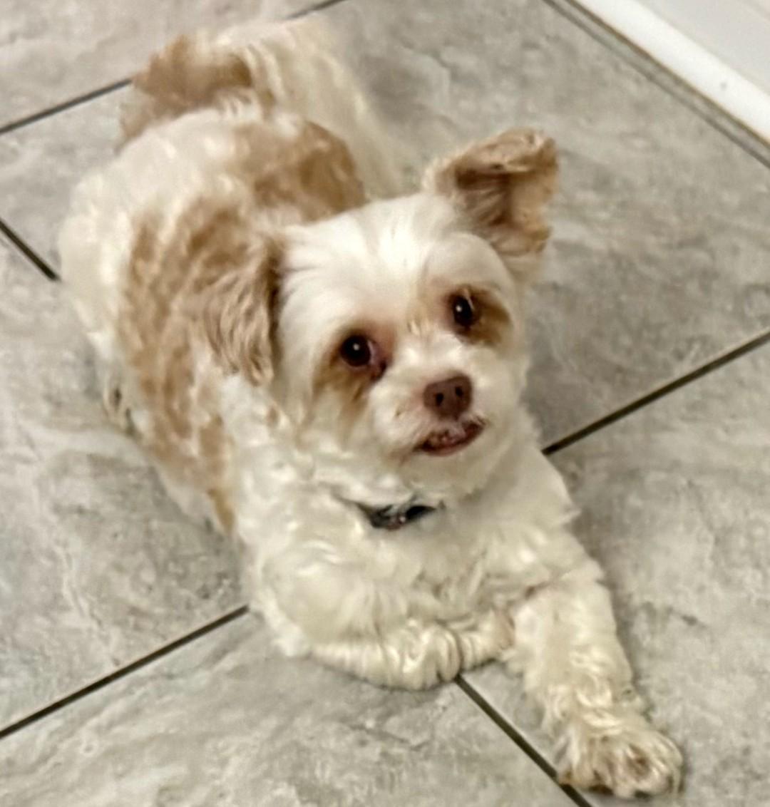 Quiggly , a ADOPTABLE Yorkshire Terrier in Mary Esther, FL image 2/3