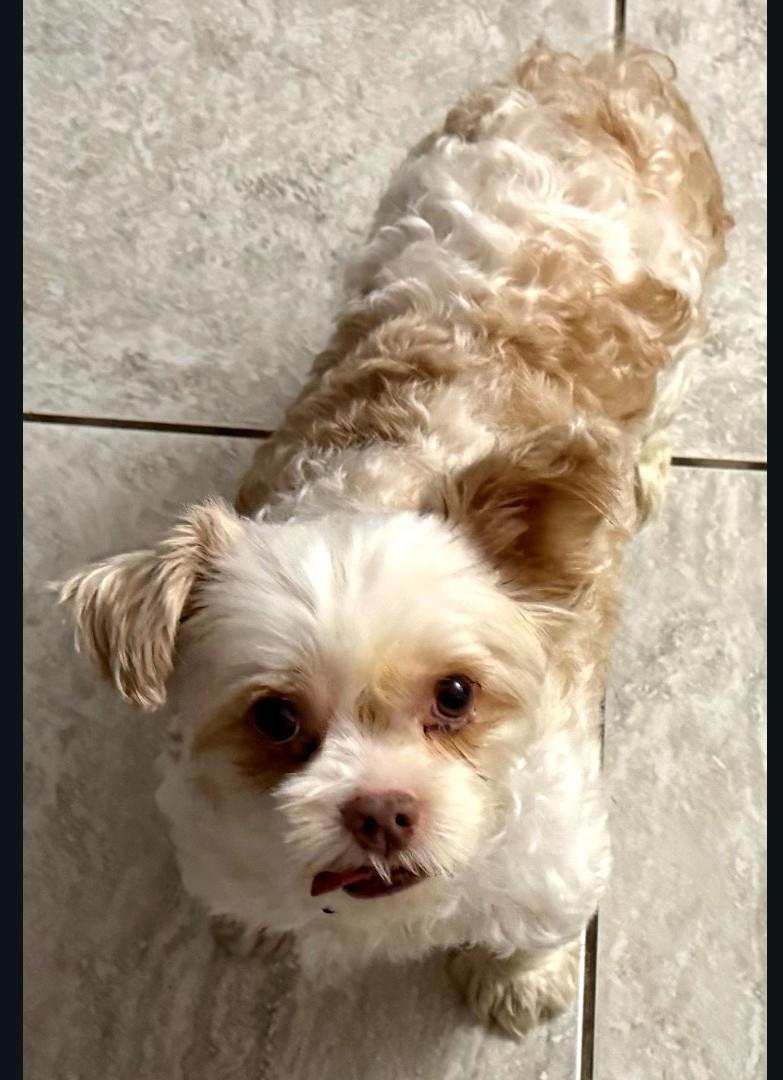 Quiggly , a ADOPTABLE Yorkshire Terrier in Mary Esther, FL image 3/3