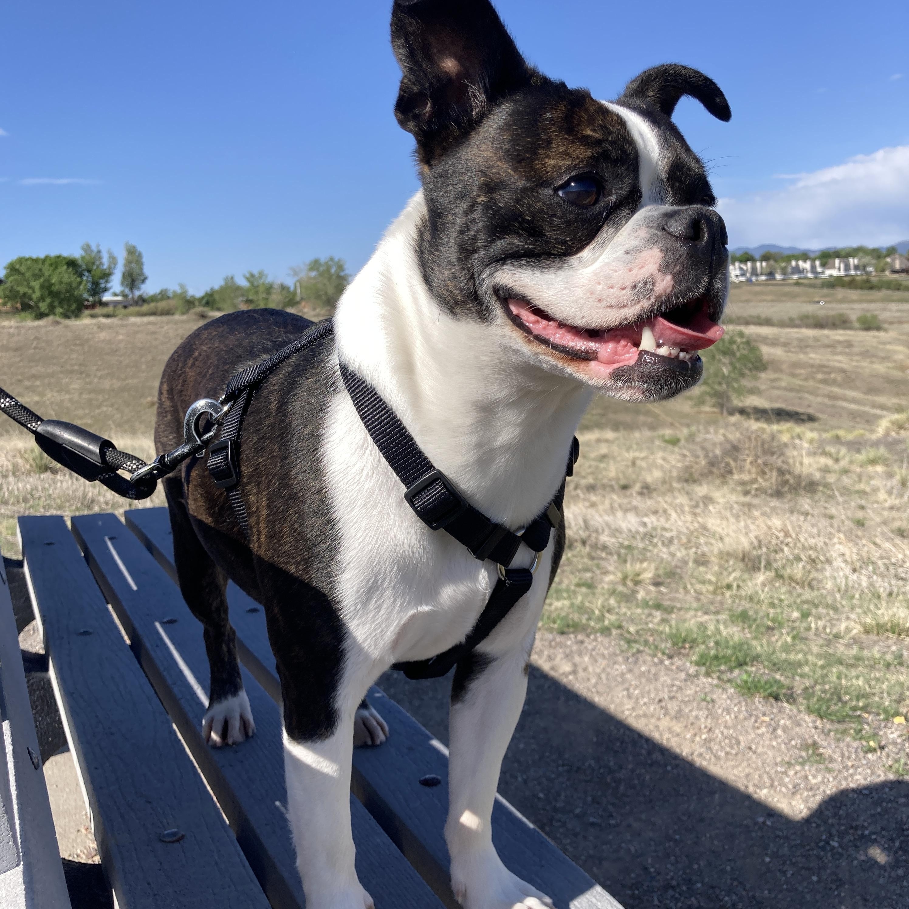 Gemma in CO, an adoptable Boston Terrier in Littleton, CO image 2/6