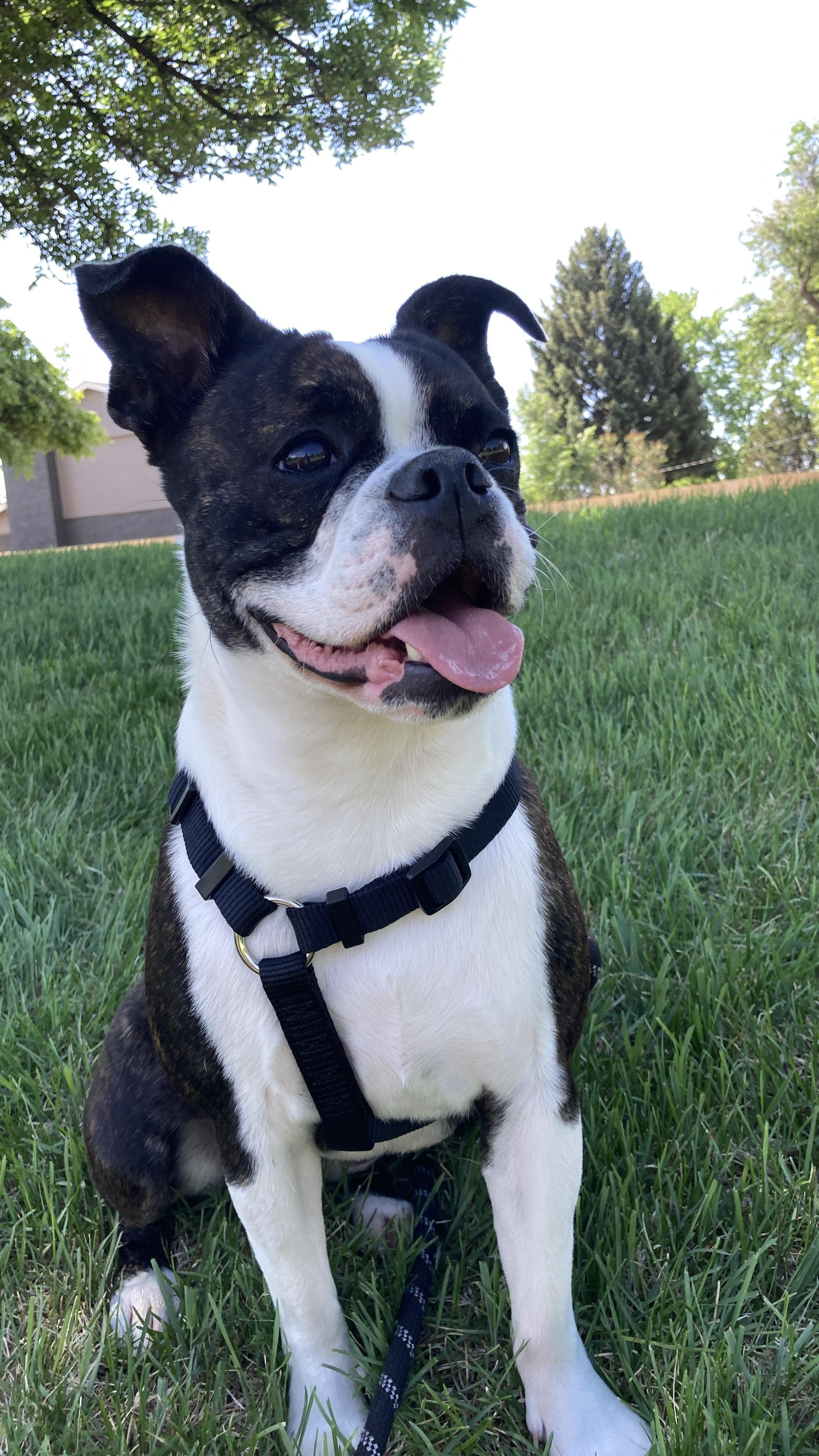 Gemma in CO, an adoptable Boston Terrier in Littleton, CO image 3/6