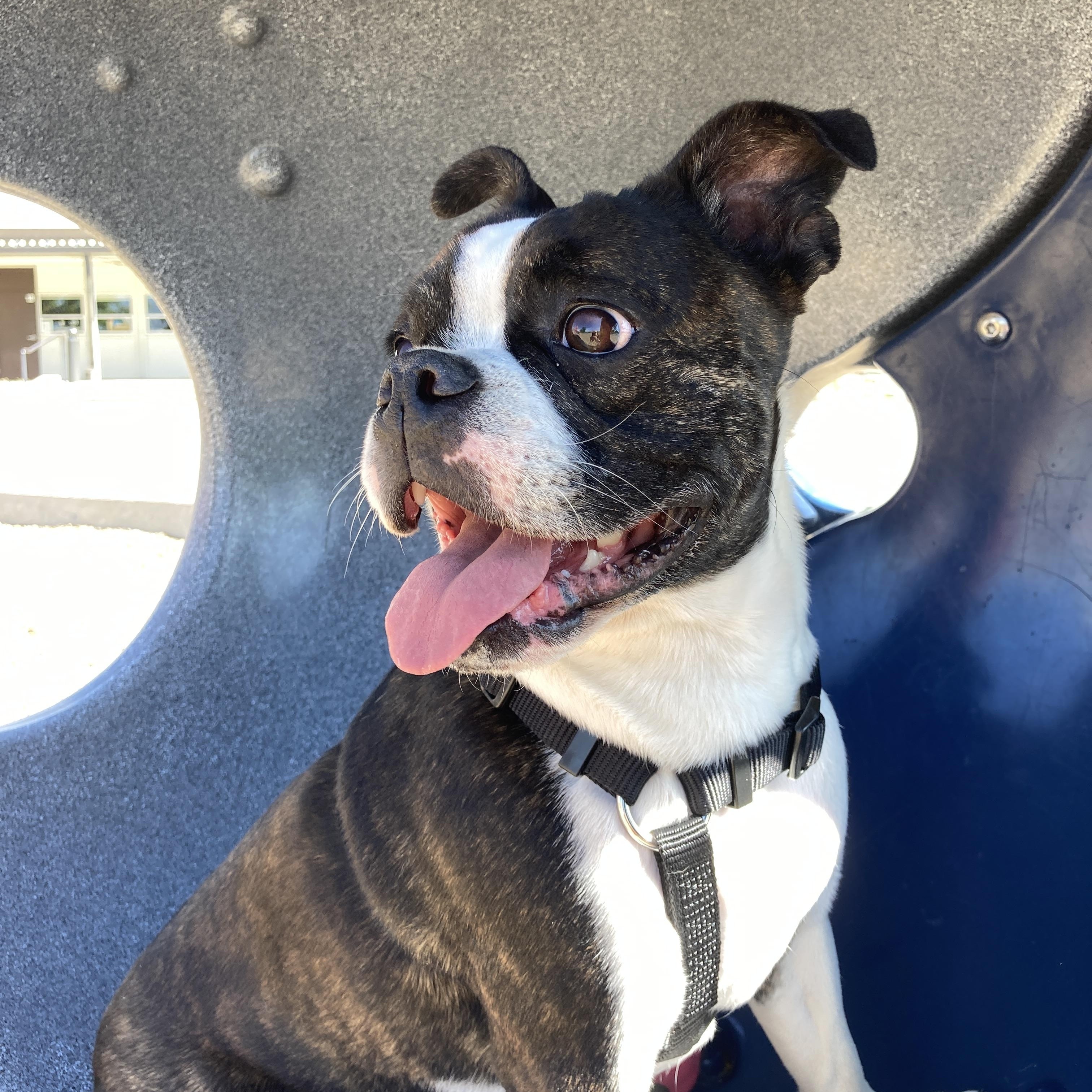 Gemma in CO, ADOPTABLE, Young Female Boston Terrier.