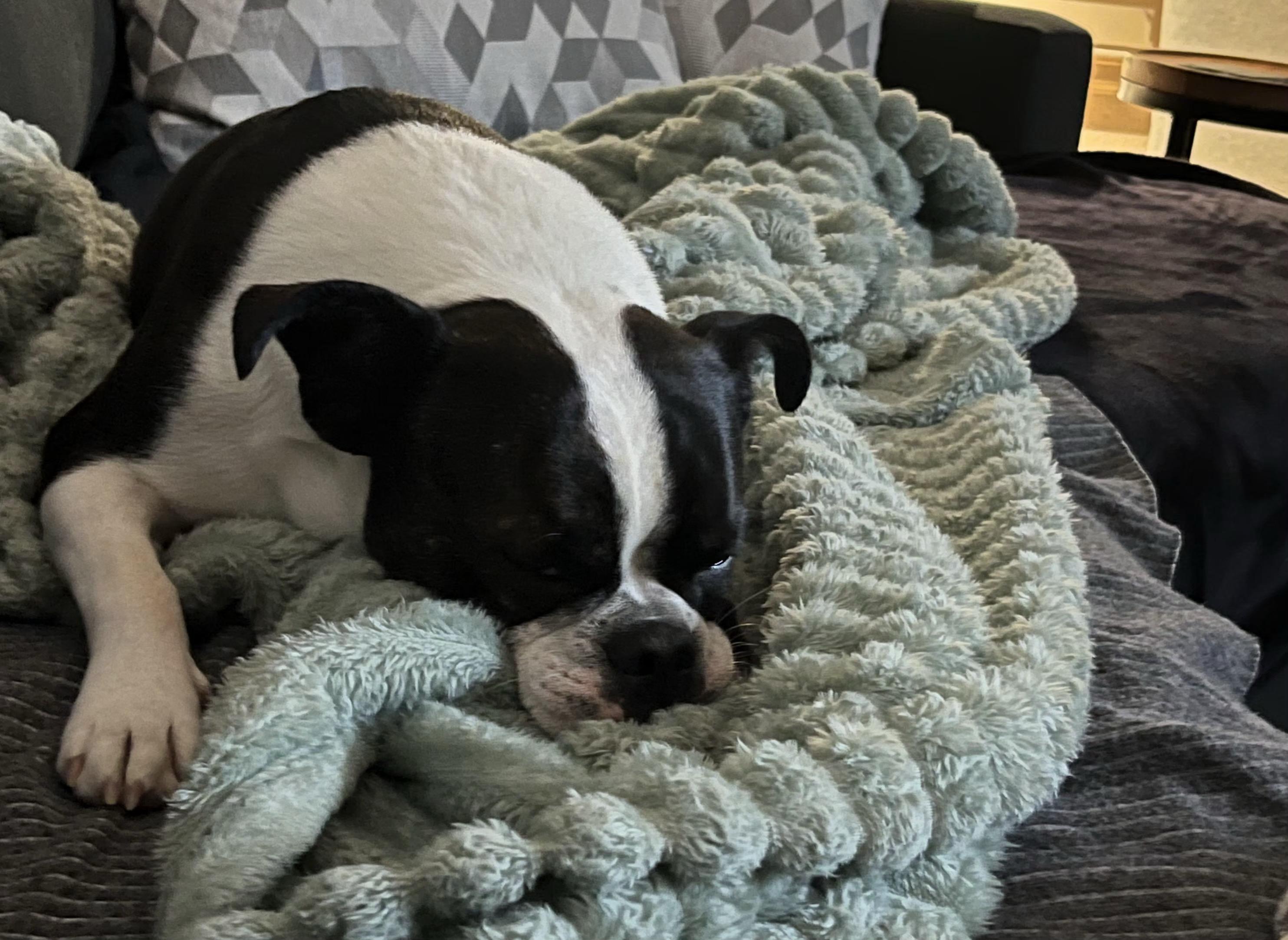 Gemma in CO, a ADOPTABLE Boston Terrier in Littleton, CO image 3/4